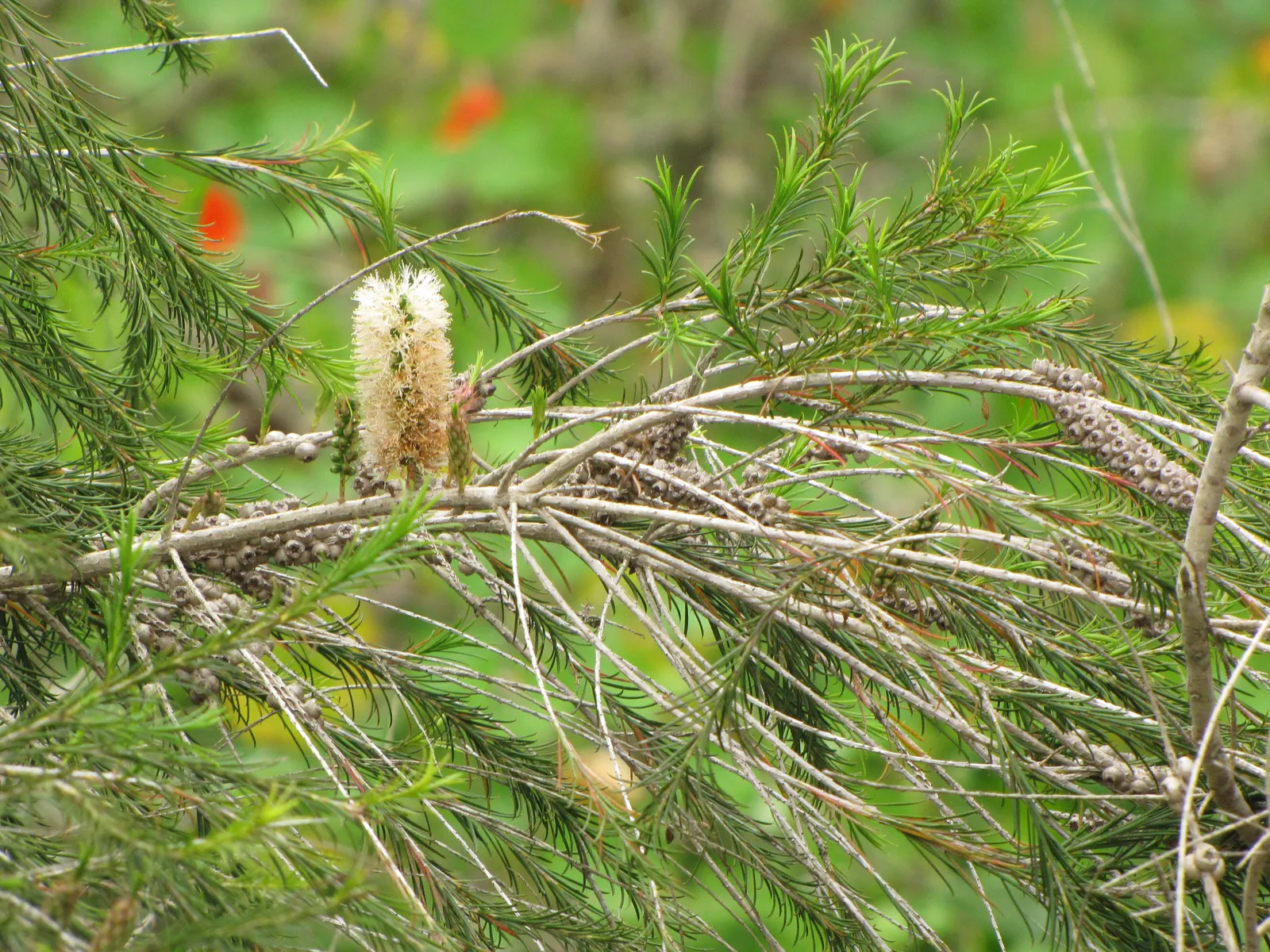 Bracelet Honey-Myrtle (Melaleuca Armillaris) — thus enriching your client's garden with beauty and ecological value