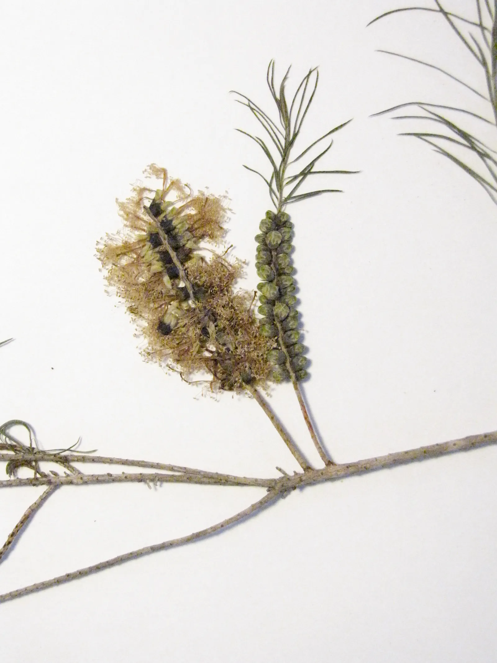 Bracelet Honey-Myrtle (Melaleuca Armillaris) — It is tolerant of a variety of soil types, though it prefers well-drained conditions
