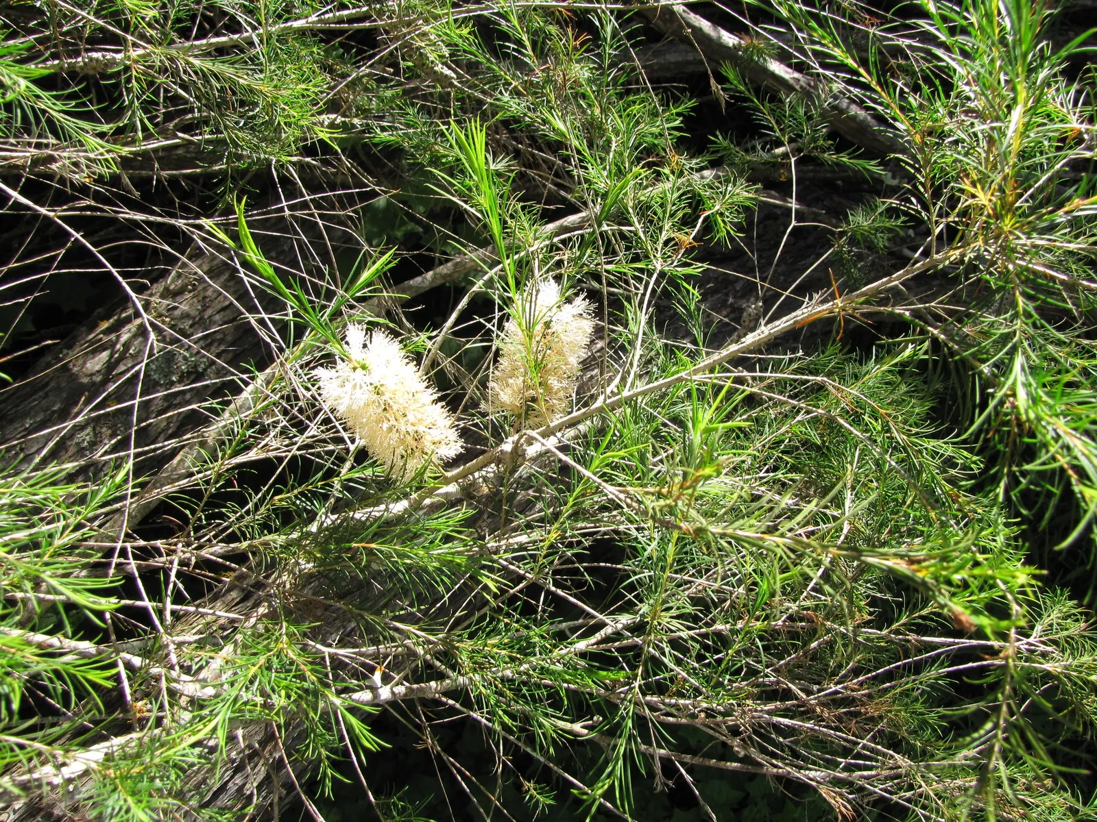 Bracelet Honey-Myrtle (Melaleuca Armillaris) — which emerge in dense cylindrical clusters; with added seasonal interest through its aromatic flowers and the