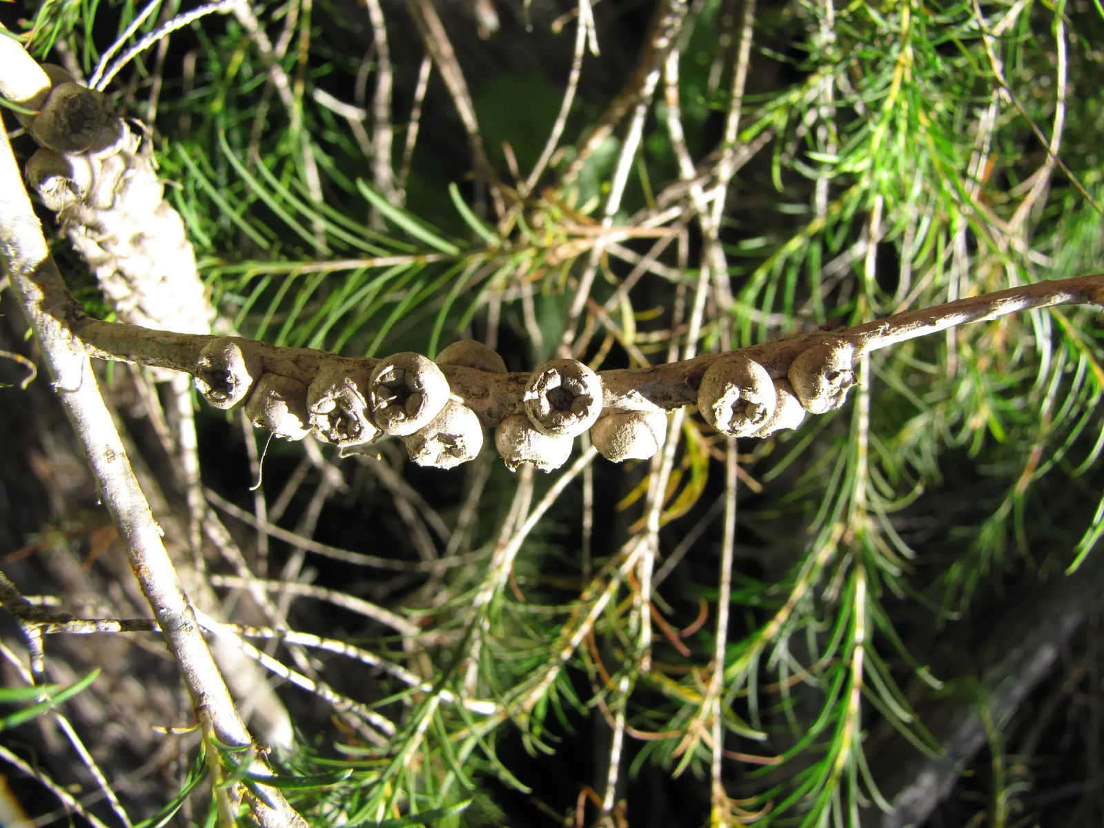 Bracelet Honey-Myrtle (Melaleuca Armillaris) — shrub for full or half
