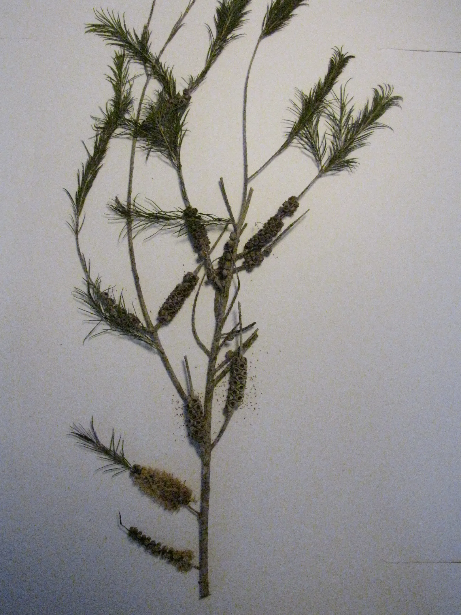 Bracelet Honey-Myrtle (Melaleuca Armillaris) — The Bracelet Honey-myrtle (Melaleuca armillaris) is a resilient Australian native shrub; with leaves reaching up