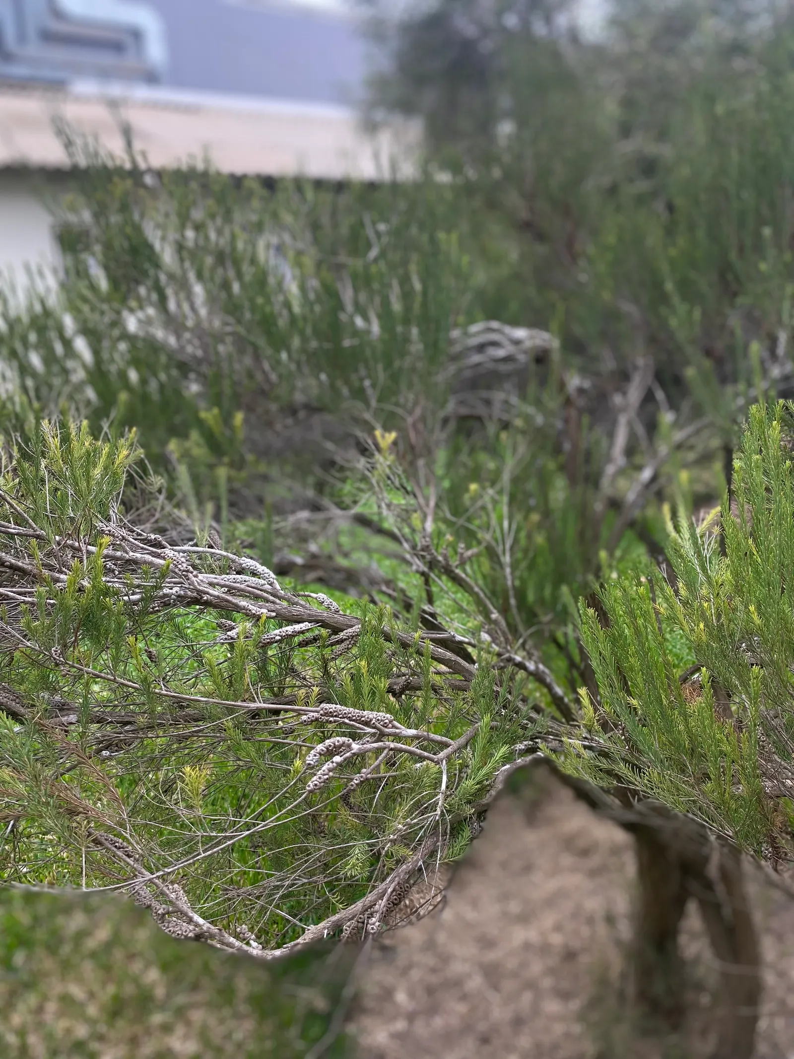 Bracelet Honey-Myrtle (Melaleuca Armillaris) — making it a wonderful choice for use as a screen or windbreak