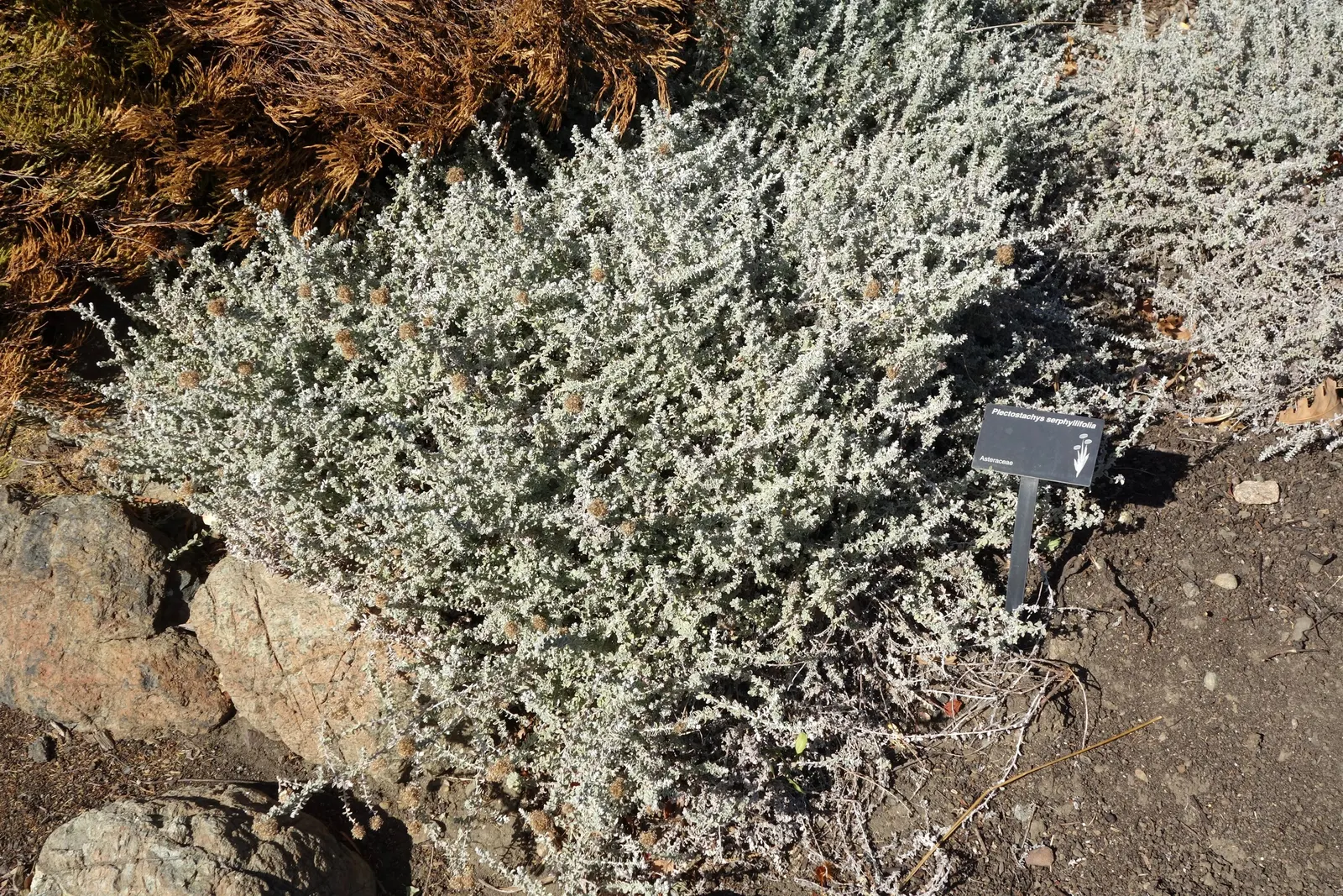 Dwarf Plecostachys (Plecostachys Serpyllifolia) — Dwarf Plecostachys (Plecostachys serpyllifolia) is a hardy, compact perennial