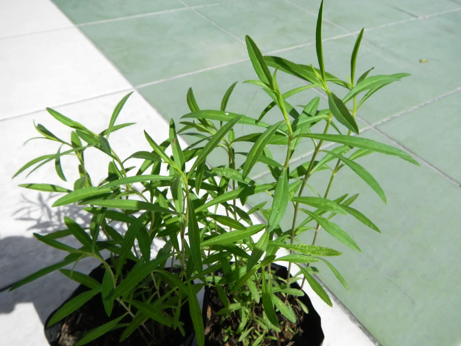 French Tarragon (Artemisia Dracunculus 'Sativa') — is a perennial herb esteemed for its aromatic