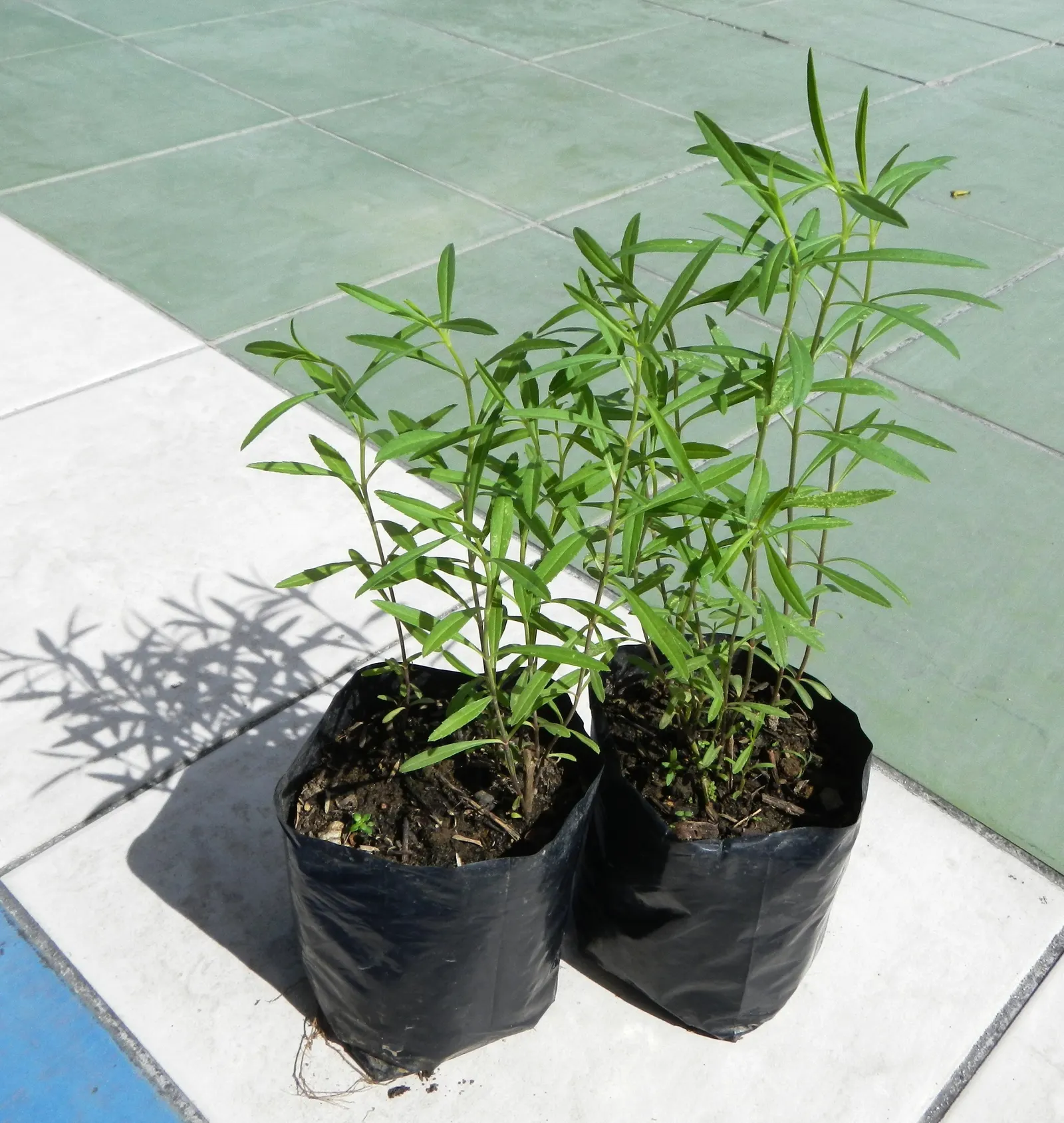 French Tarragon (Artemisia Dracunculus 'Sativa') — slender leaves and subtle anise flavor
