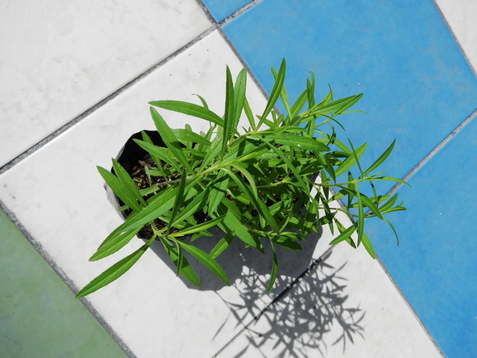 French Tarragon (Artemisia Dracunculus 'Sativa') — Hardy in zones 4-9, it requires minimal water once established and prefers warm, dry conditions