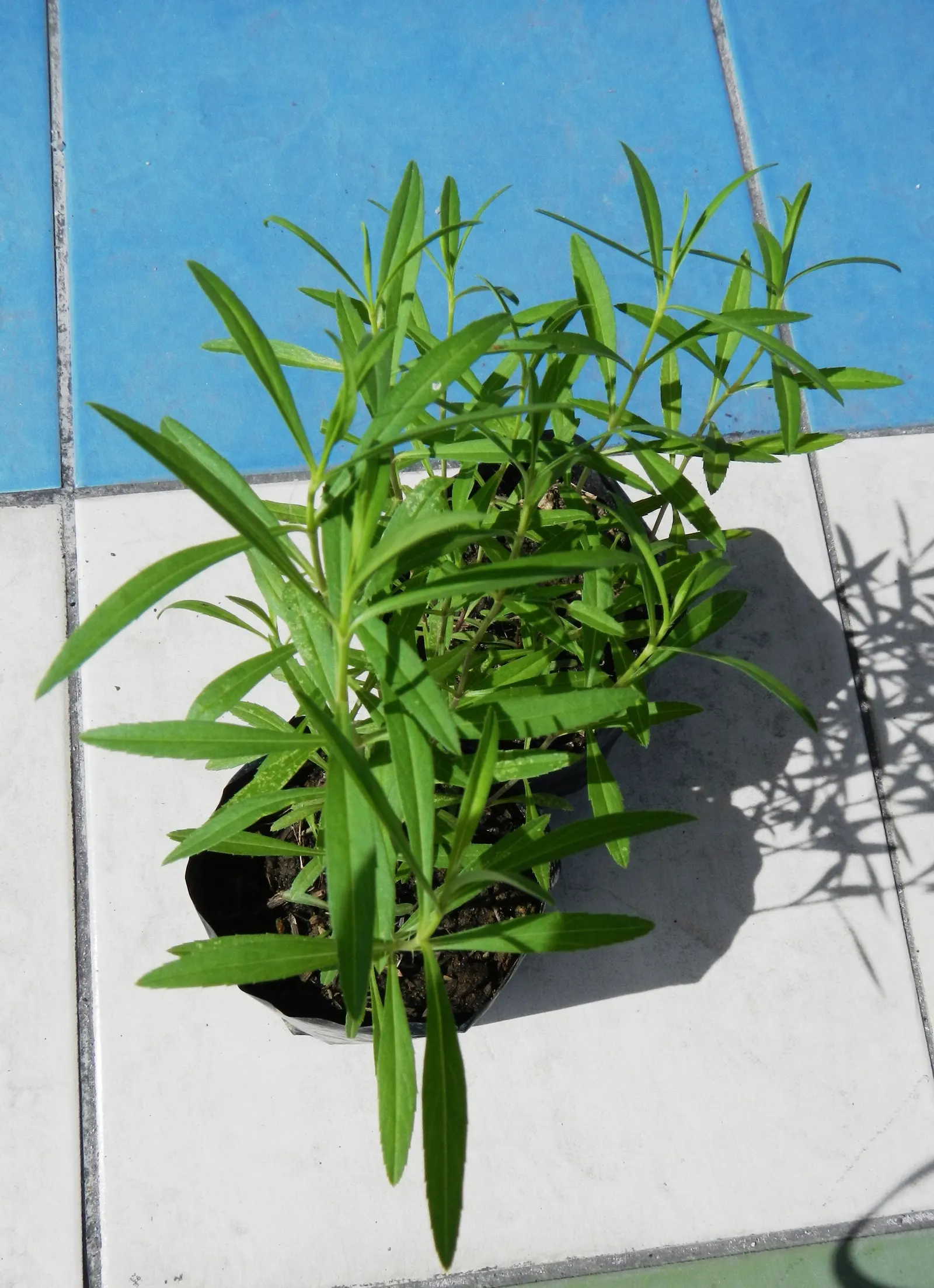 French Tarragon (Artemisia Dracunculus 'Sativa') — Use its delicate green foliage to accent borders or as a culinary highlight in kitchen gardens