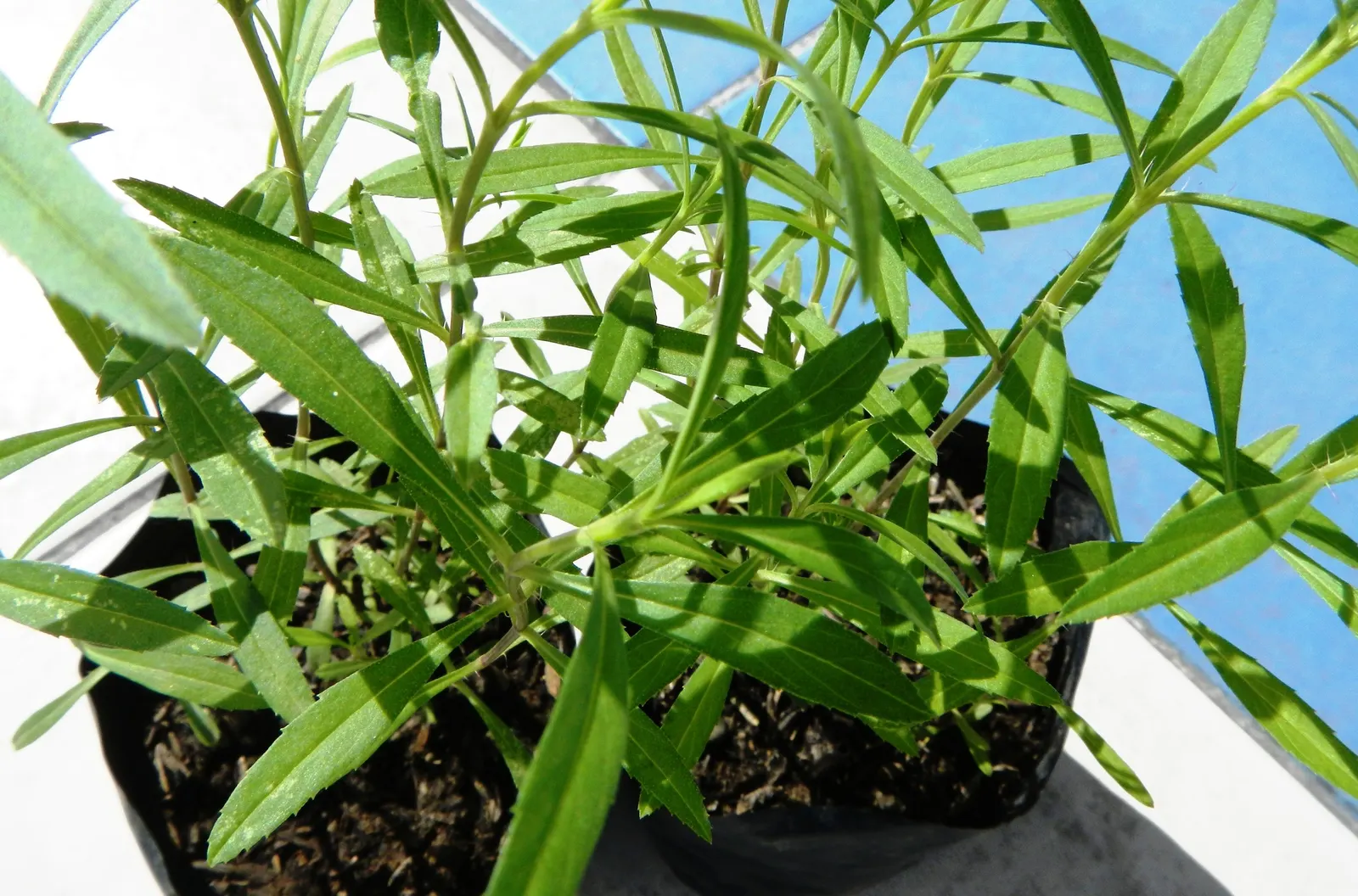 French Tarragon (Artemisia Dracunculus 'Sativa') — Avoid overly moist soils to prevent root rot