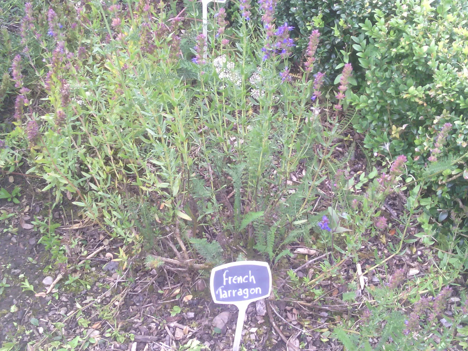 French Tarragon (Artemisia Dracunculus 'Sativa') — Typically reaching 2-3 feet in height, it thrives in full sun and well-drained soil