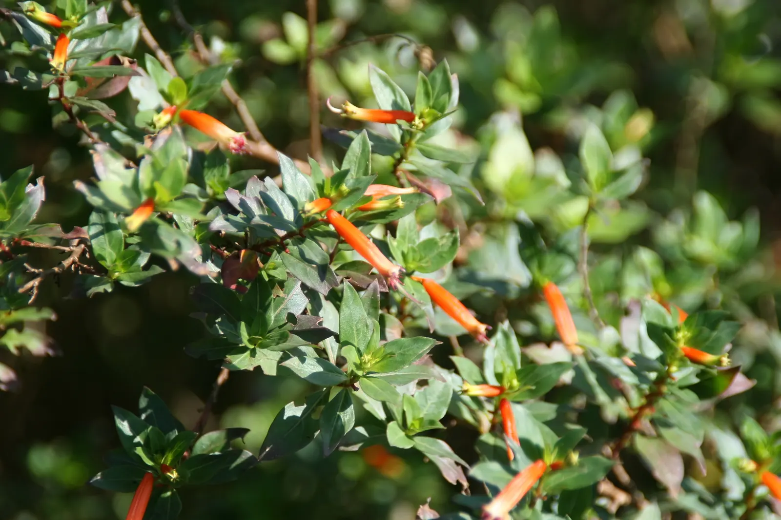 David Verity Cuphea (Cuphea Llavea 'David Verity') — low-maintenance plant reaches up to 2 feet tall and 3 feet wide