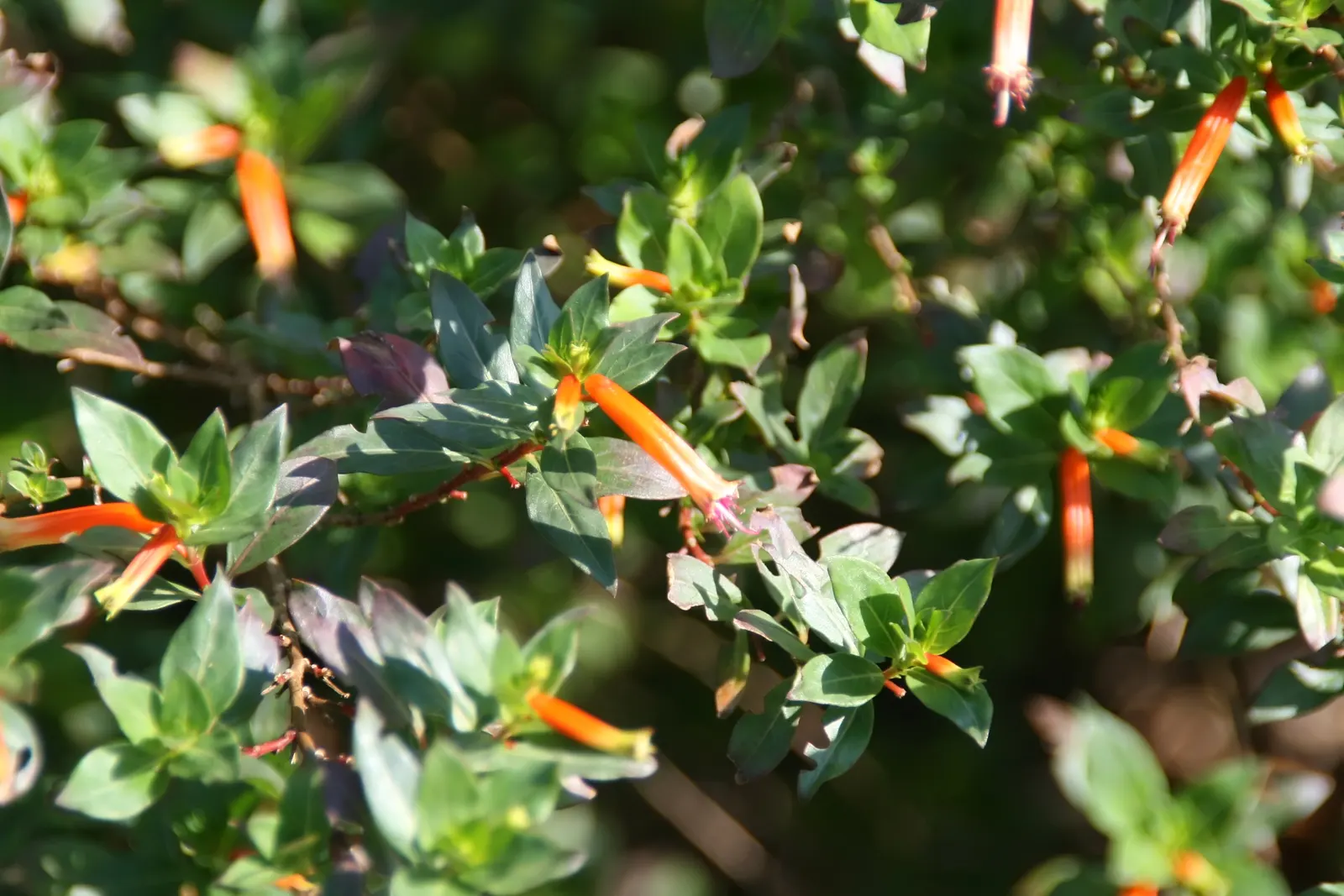 David Verity Cuphea (Cuphea Llavea 'David Verity') — making it ideal for borders and containers