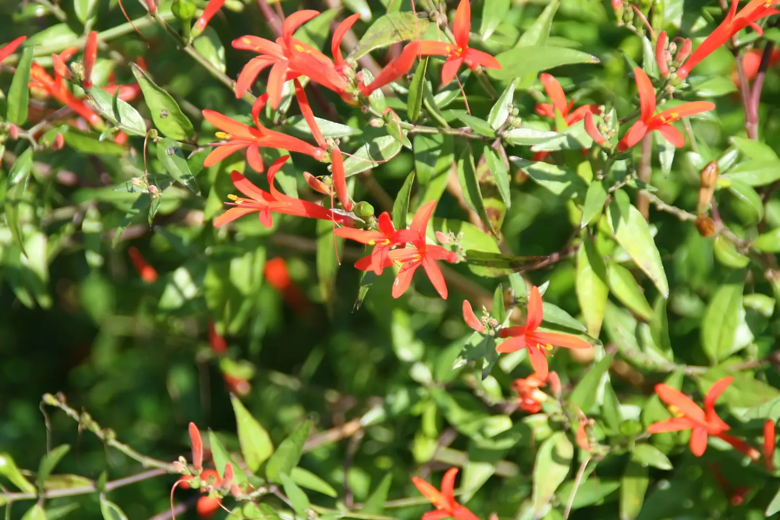 David Verity Cuphea (Cuphea Llavea 'David Verity') — is a perennial shrub with unique tubular orange-red flowers and slender
