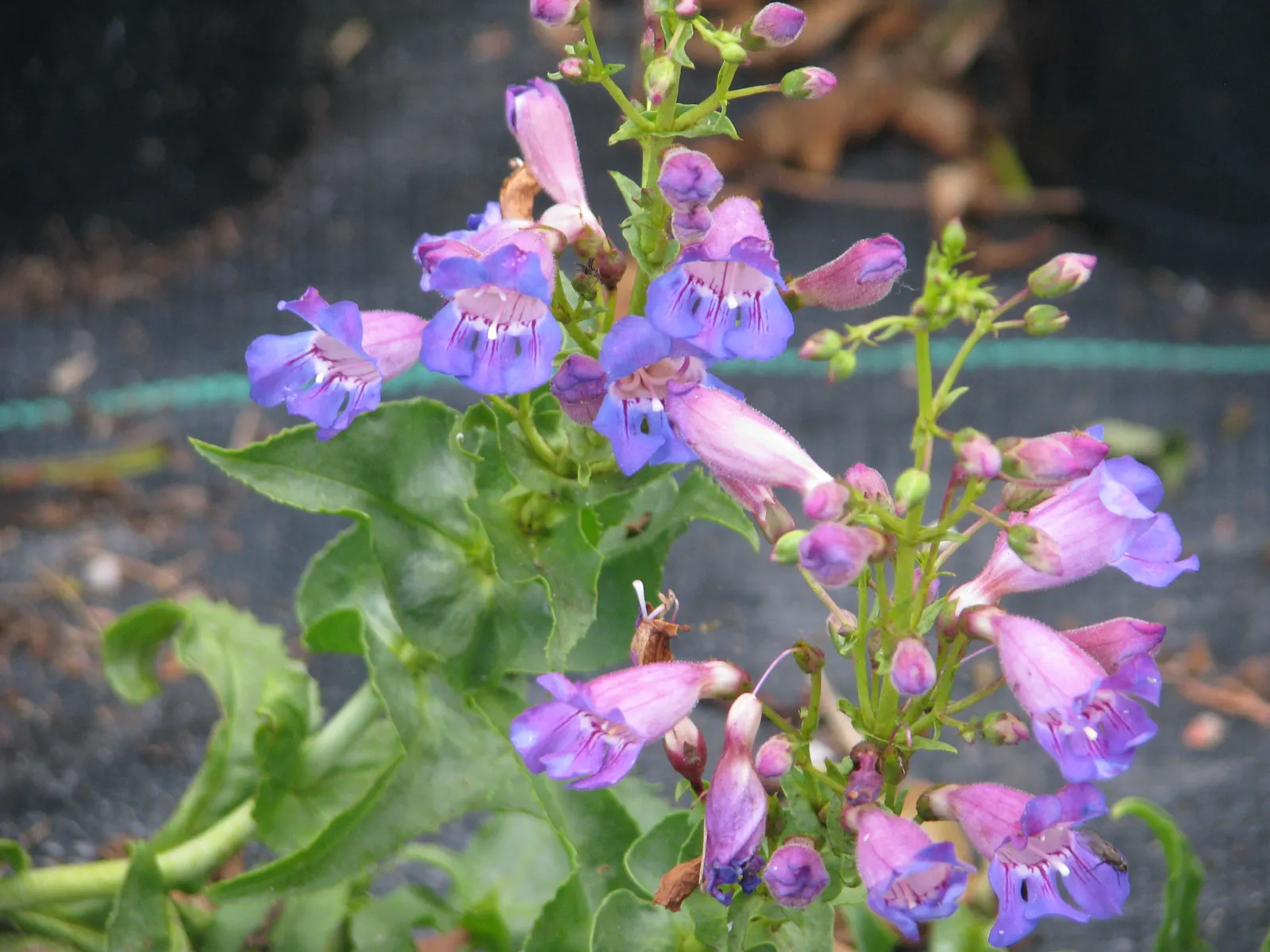 Royal Beard Tongue (Penstemon Spectabilis) — Requires well-draining soil