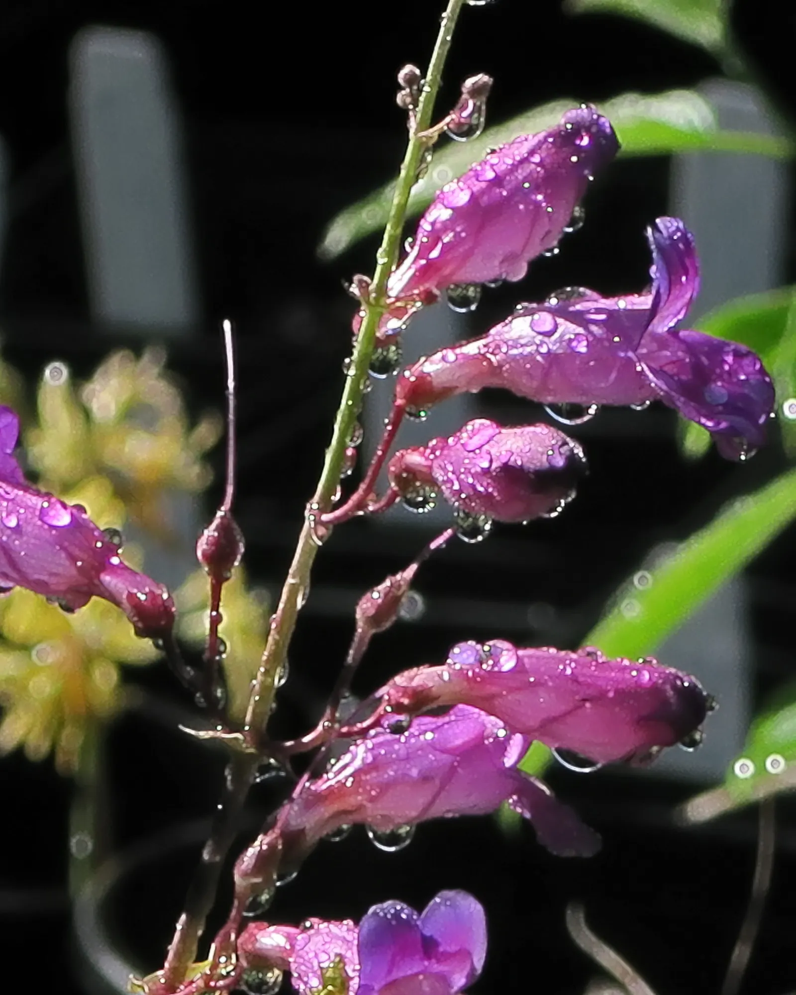 Royal Beard Tongue (Penstemon Spectabilis) — The Royal Beard Tongue (Penstemon spectabilis) is an eye-catching perennial native to California