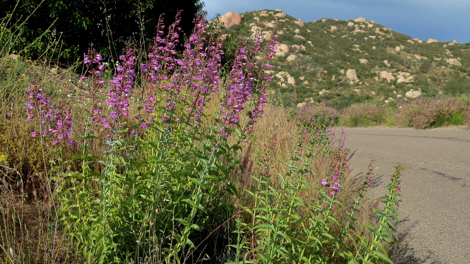 Royal Beard Tongue (Penstemon Spectabilis) — Thriving in full sun to part shade, it‚Äôs ideal in US hardiness zones 7-10