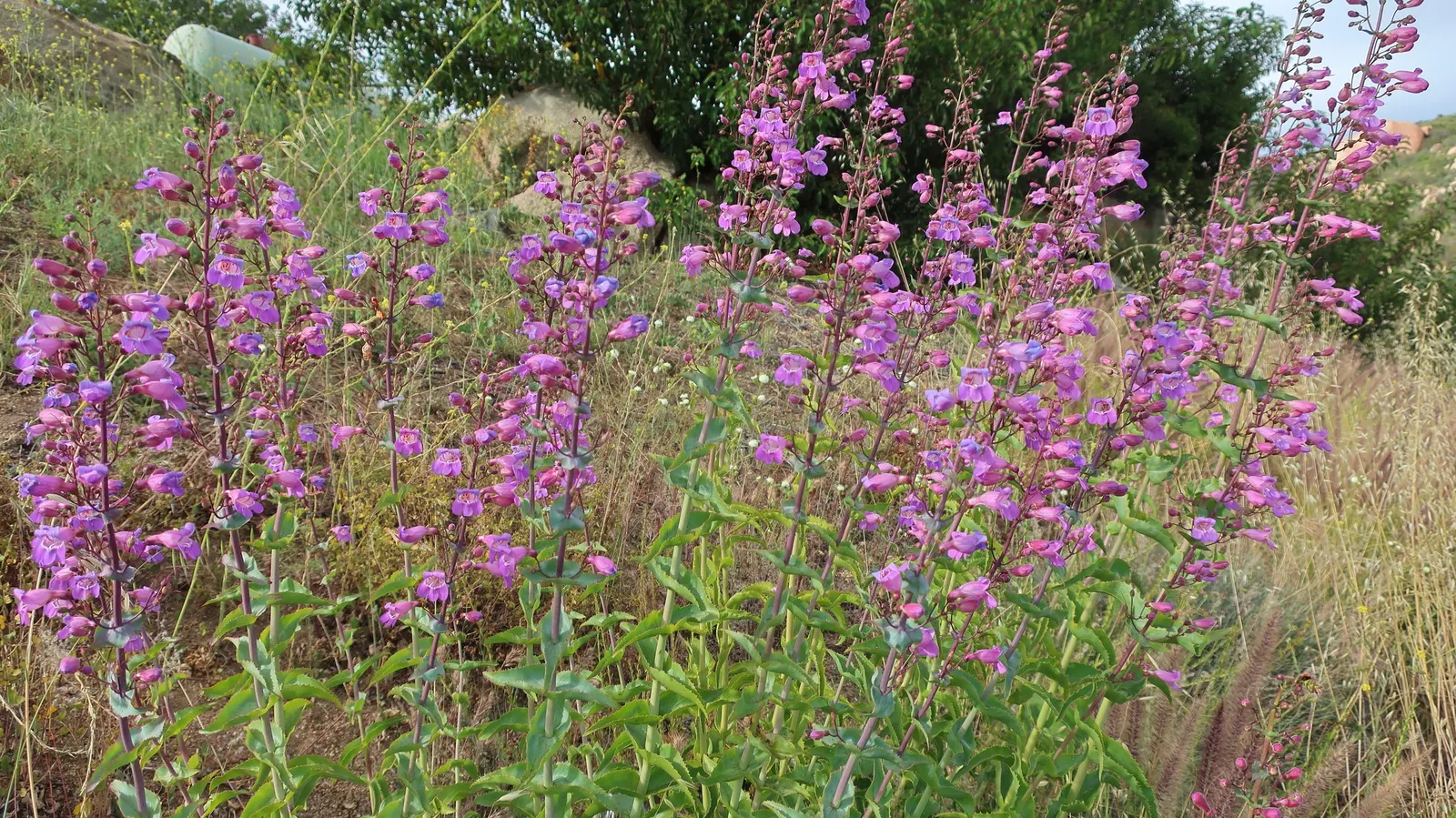Royal Beard Tongue (Penstemon Spectabilis) — This drought-tolerant plant showcases lush spikes of purple tubular flowers reaching up to 2-3 feet in height