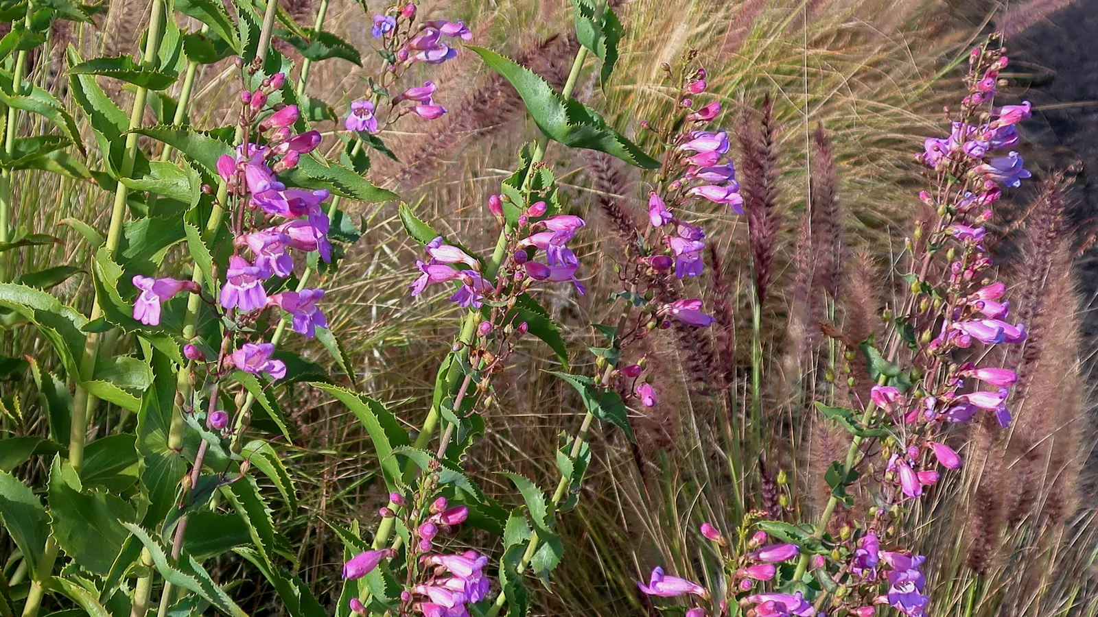 Royal Beard Tongue (Penstemon Spectabilis) — Its bloom season spans spring to early summer, attracting hummingbirds and butterflies