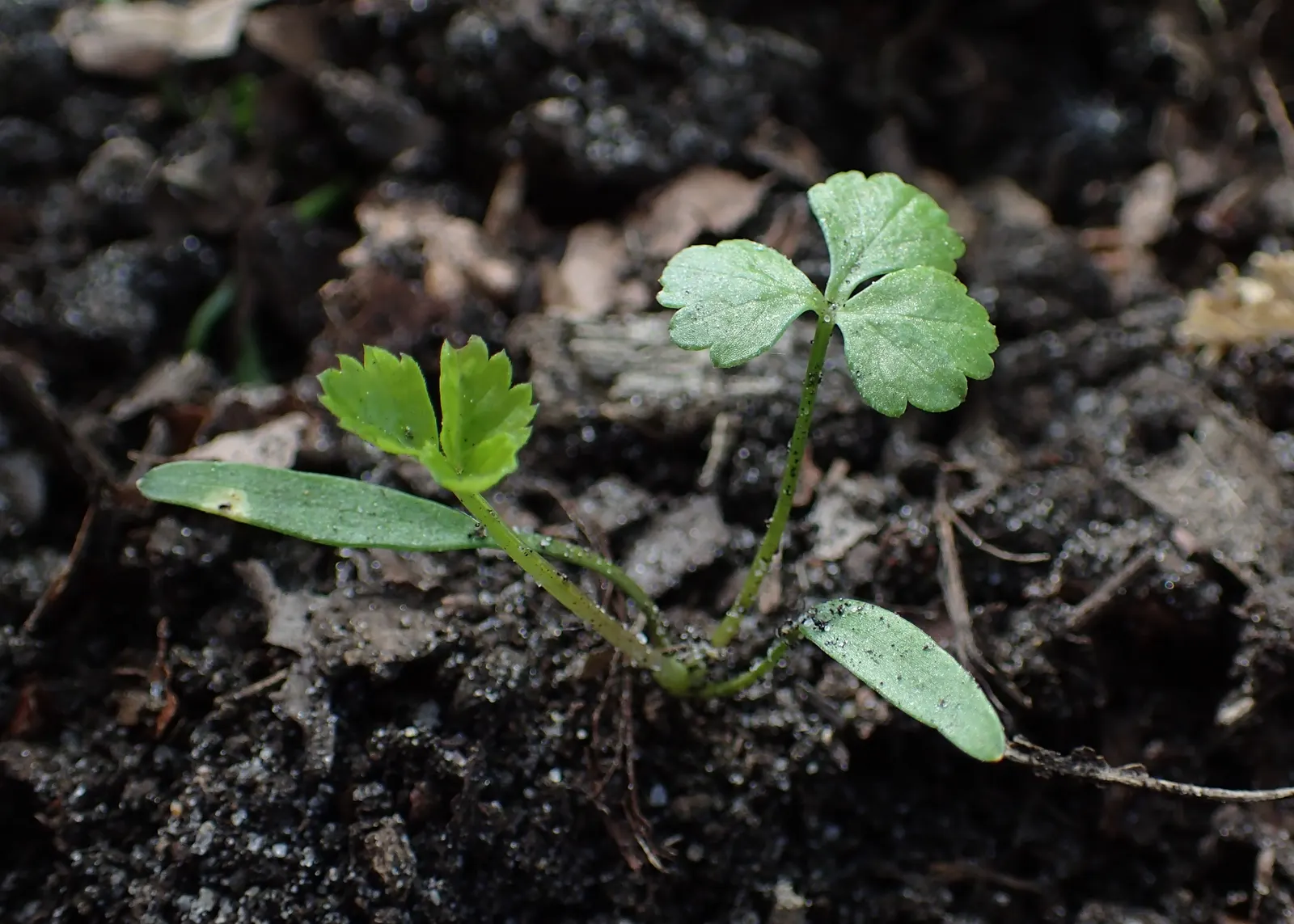 Bishop's Weed (Aegopodium Podagraria) — The foliage presents a striking variegation in the cultivar 'Variegatum'; caution: Its vigorous growth can, image 126