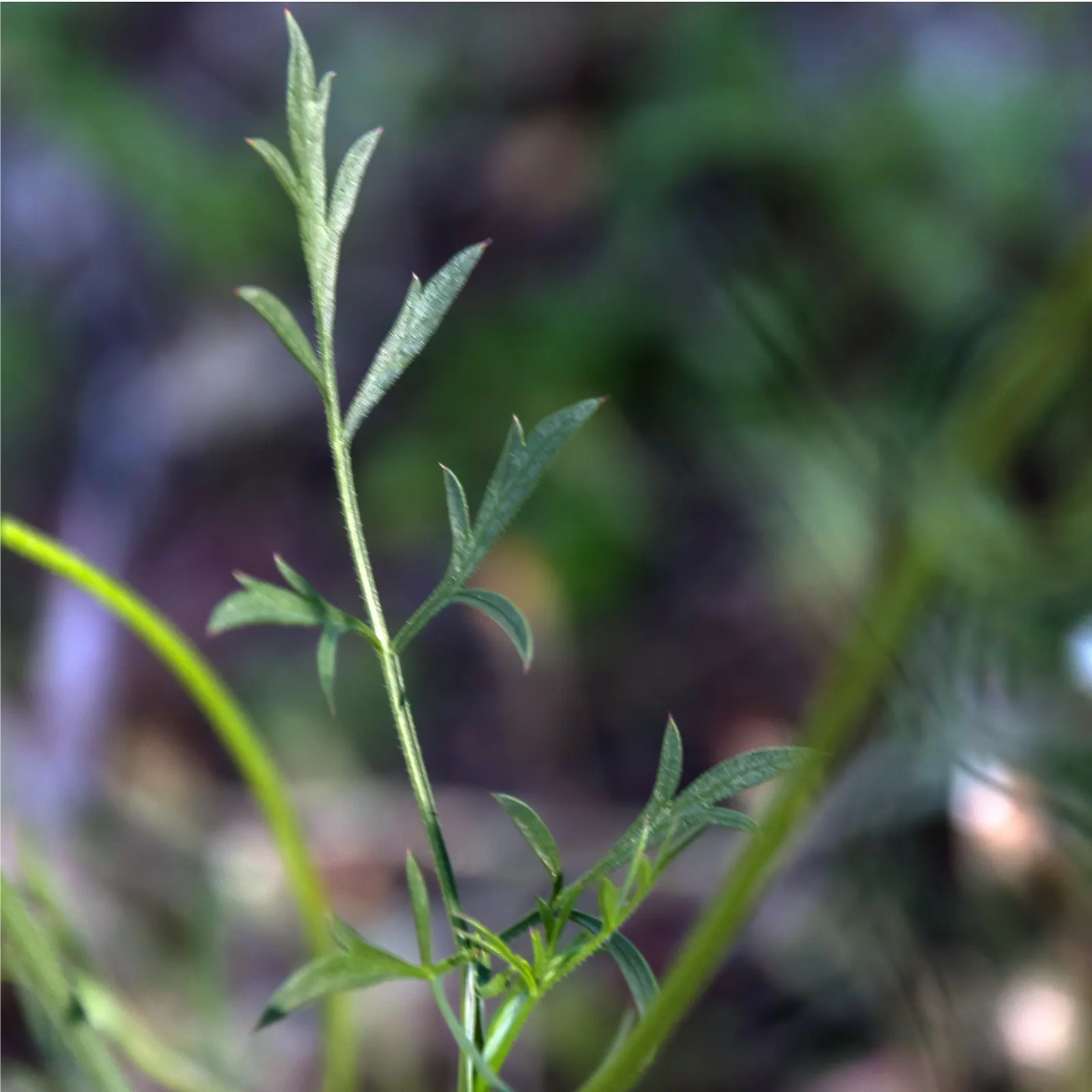 Bishop's Weed (Aegopodium Podagraria) — Its variegated leaves are light green with creamy edges, offering a striking visual contrast; however, it, image 95