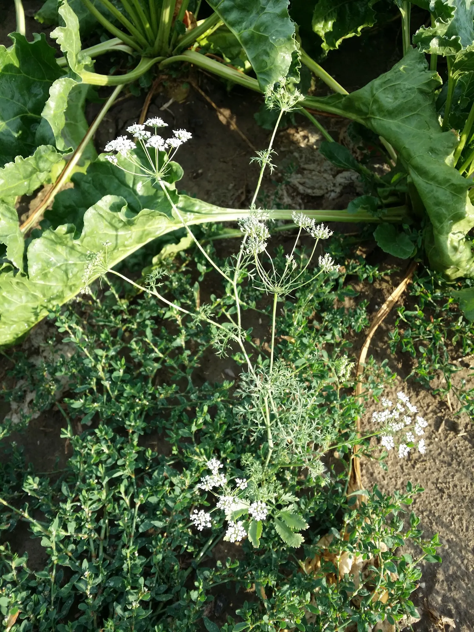 Bishop's Weed (Aegopodium Podagraria) — is a fast-growing groundcover reaching 12 to 36 inches in height; the foliage presents a striking, image 94