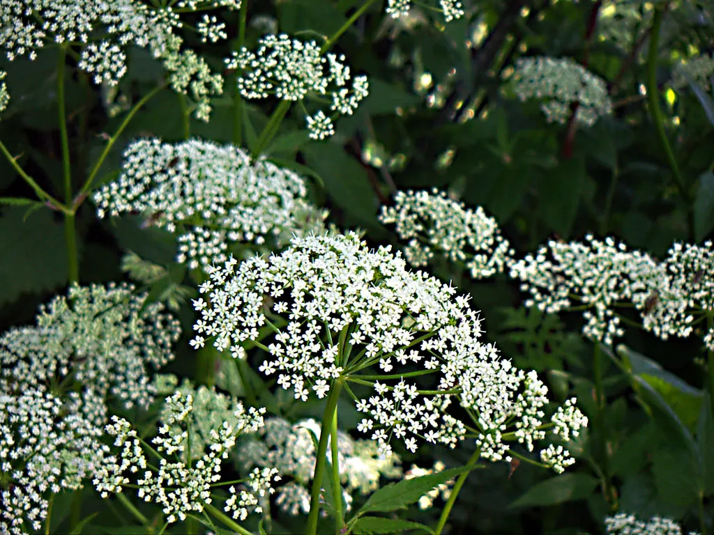Bishop's Weed (Aegopodium Podagraria) — is a fast-growing groundcover reaching 12 to 36 inches in height; the foliage presents a striking, image 117