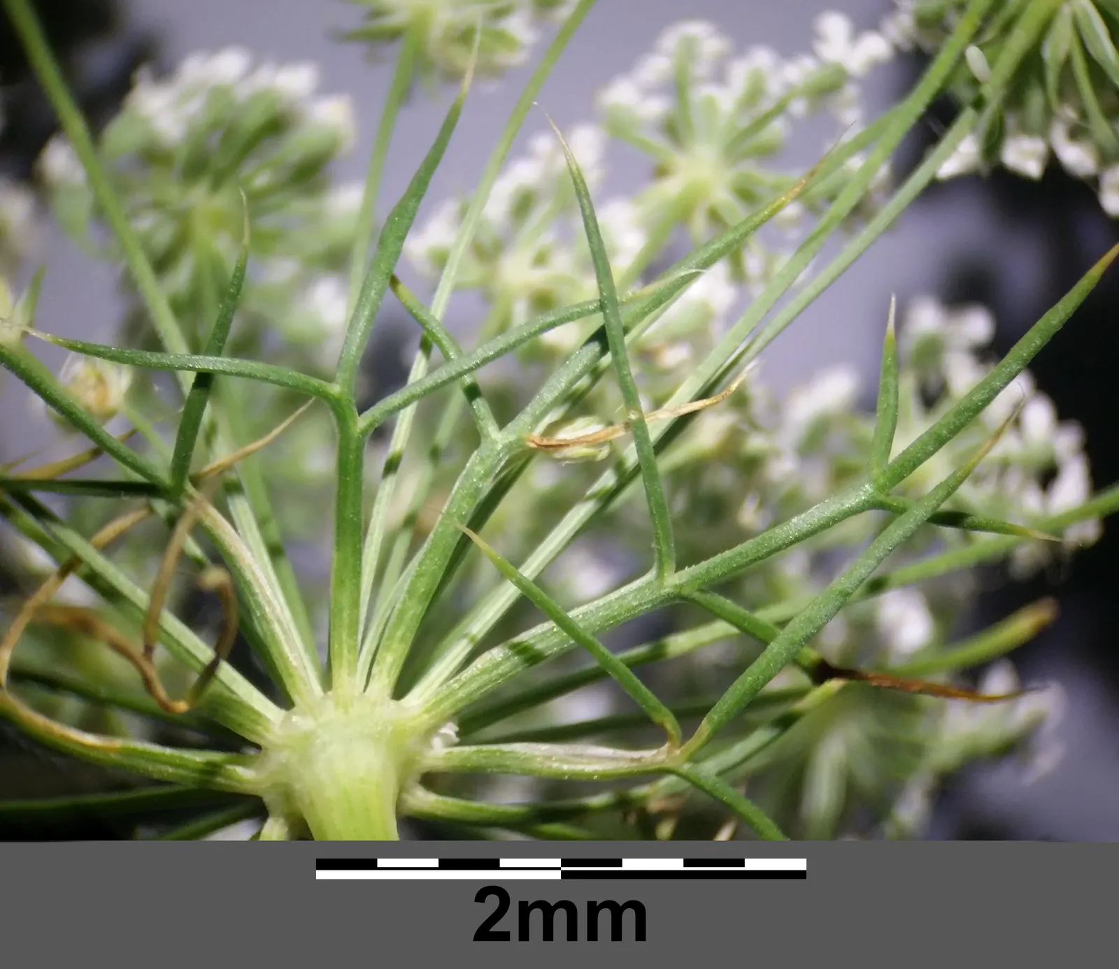 Bishop's Weed (Aegopodium Podagraria) — hollow stems that can add a delicate visual appeal to the landscape.<br><br>Ideal for planting zones 3 to, image 61