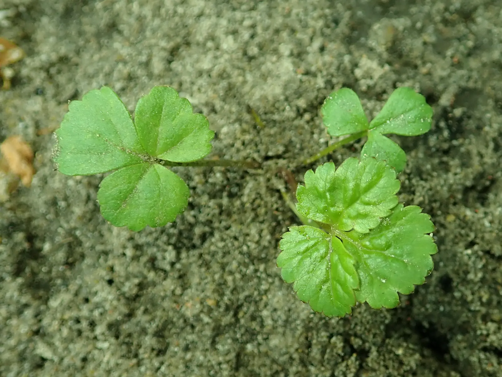 Bishop's Weed (Aegopodium Podagraria) — Caution: Its vigorous growth can be invasive; is often appreciated for its lush foliage and resilience, image 143