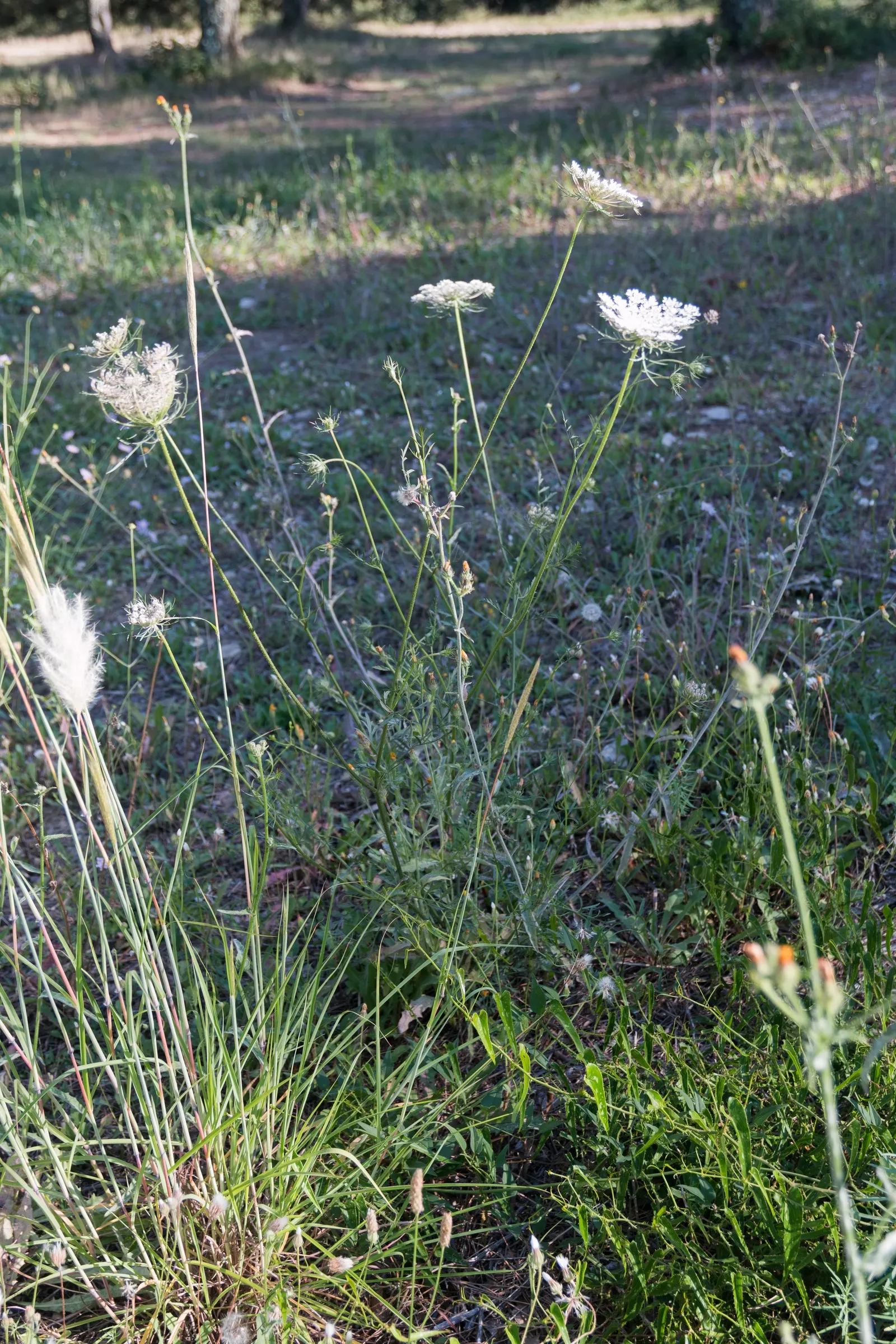 Bishop's Weed (Aegopodium Podagraria) — Ideal for challenging spots where other plants struggle; it thrives under a range of light conditions, image 75