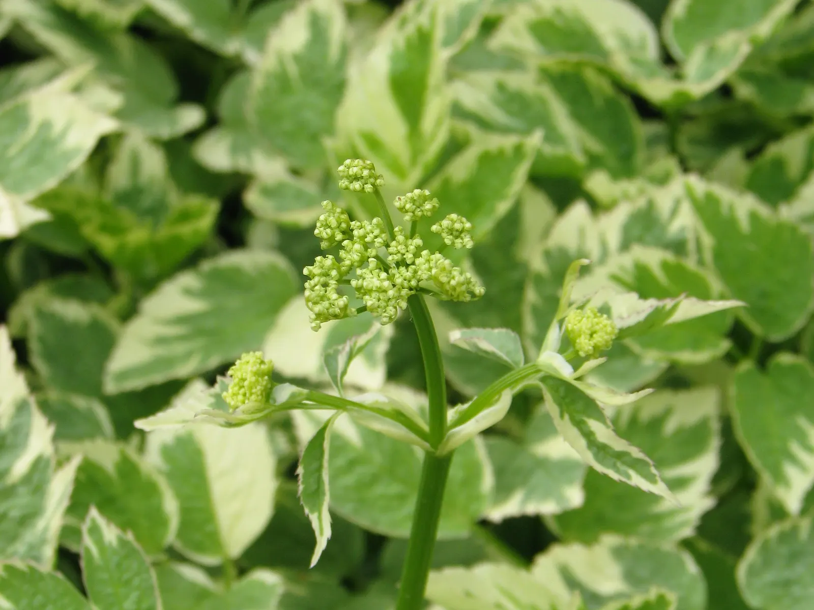 Bishop's Weed (Aegopodium Podagraria) — Be mindful when introducing this plant to your garden; ideal for challenging spots where other plants, image 113