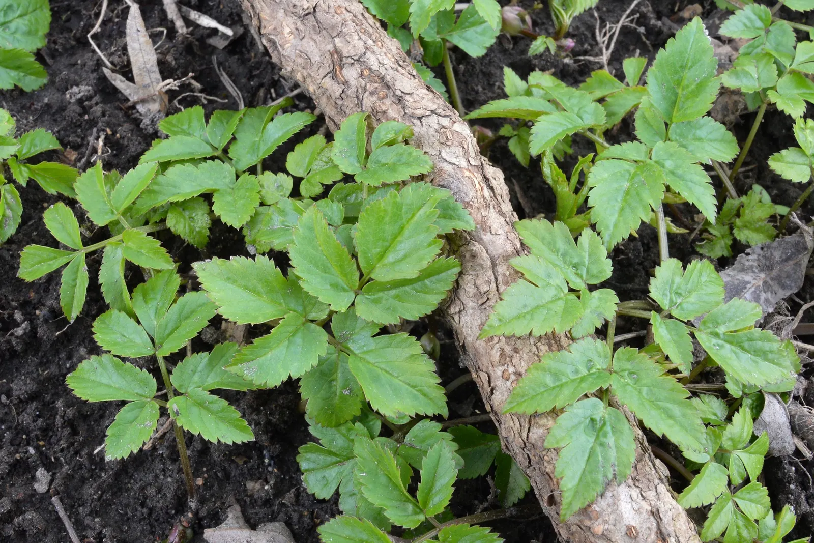 Bishop's Weed (Aegopodium Podagraria) — from full sun to full shade; commonly called Bishop's Weed or Goutweed, image 109