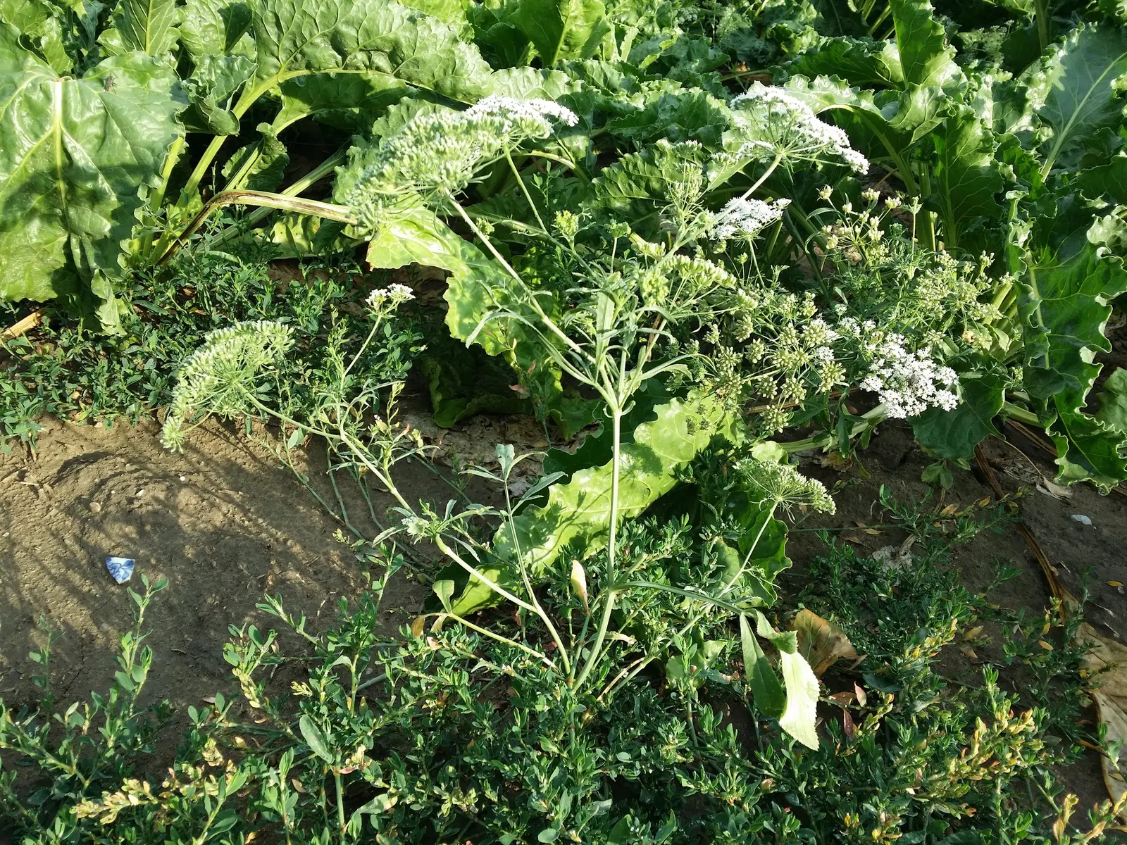 Bishop's Weed (Aegopodium Podagraria) — Care should be taken to control its spread; hollow stems that can add a delicate visual appeal to the, image 88