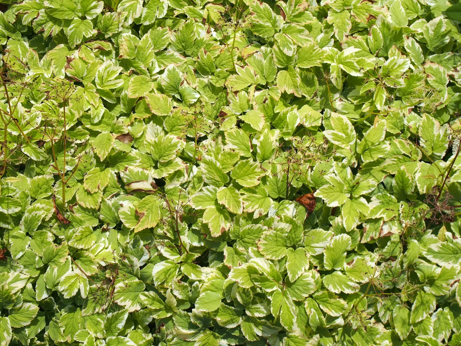Bishop's Weed (Aegopodium Podagraria) — with leaves splashed in hues of cream and green, image 58