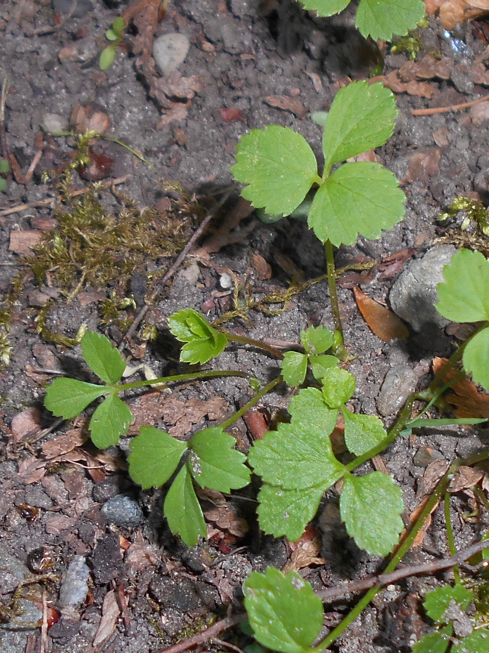 Bishop's Weed (Aegopodium Podagraria) — but caution is warranted as it is an aggressive spreader; be mindful when introducing this plant to your, image 102