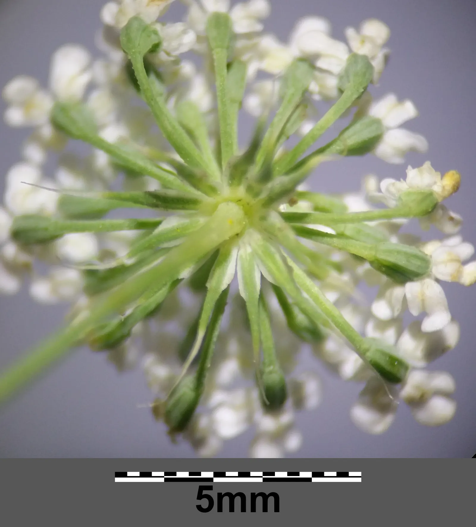 Bishop's Weed (Aegopodium Podagraria) — from full sun to full shade; commonly called Bishop's Weed or Goutweed, image 63