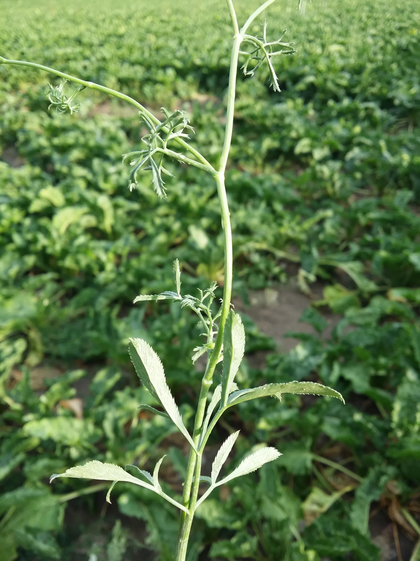 Bishop's Weed (Aegopodium Podagraria) — However, it tolerates a variety of soil types, making it a flexible choice for many garden situations, image 64