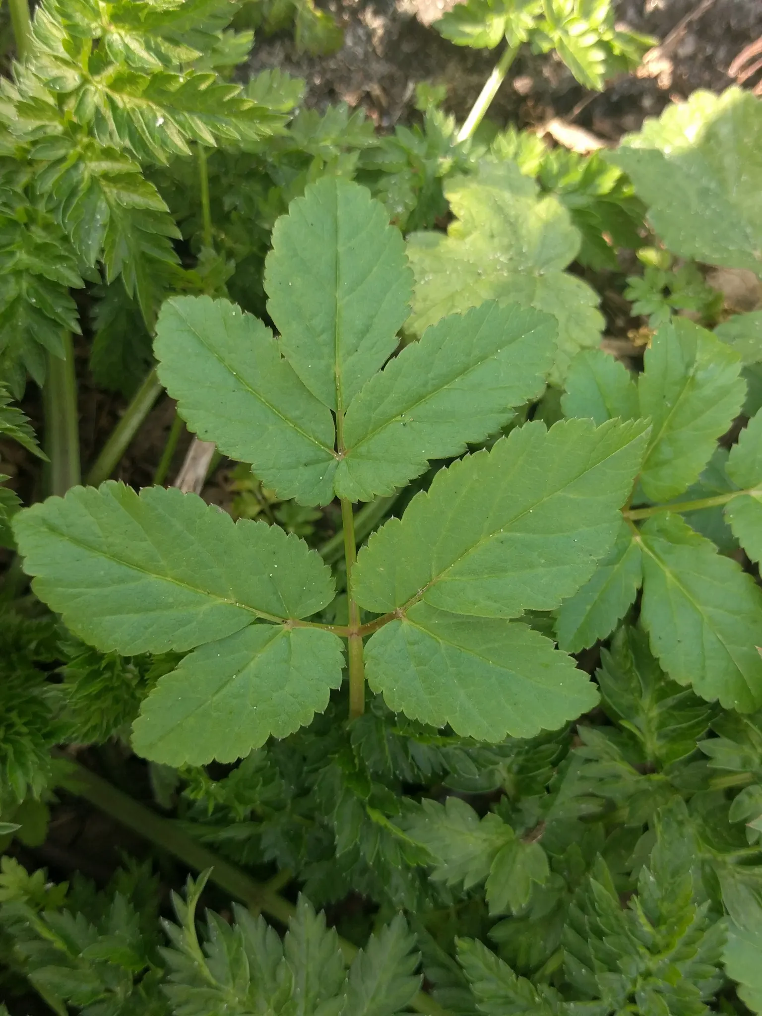 Bishop's Weed (Aegopodium Podagraria) — but caution is warranted as it is an aggressive spreader; be mindful when introducing this plant to your, image 125