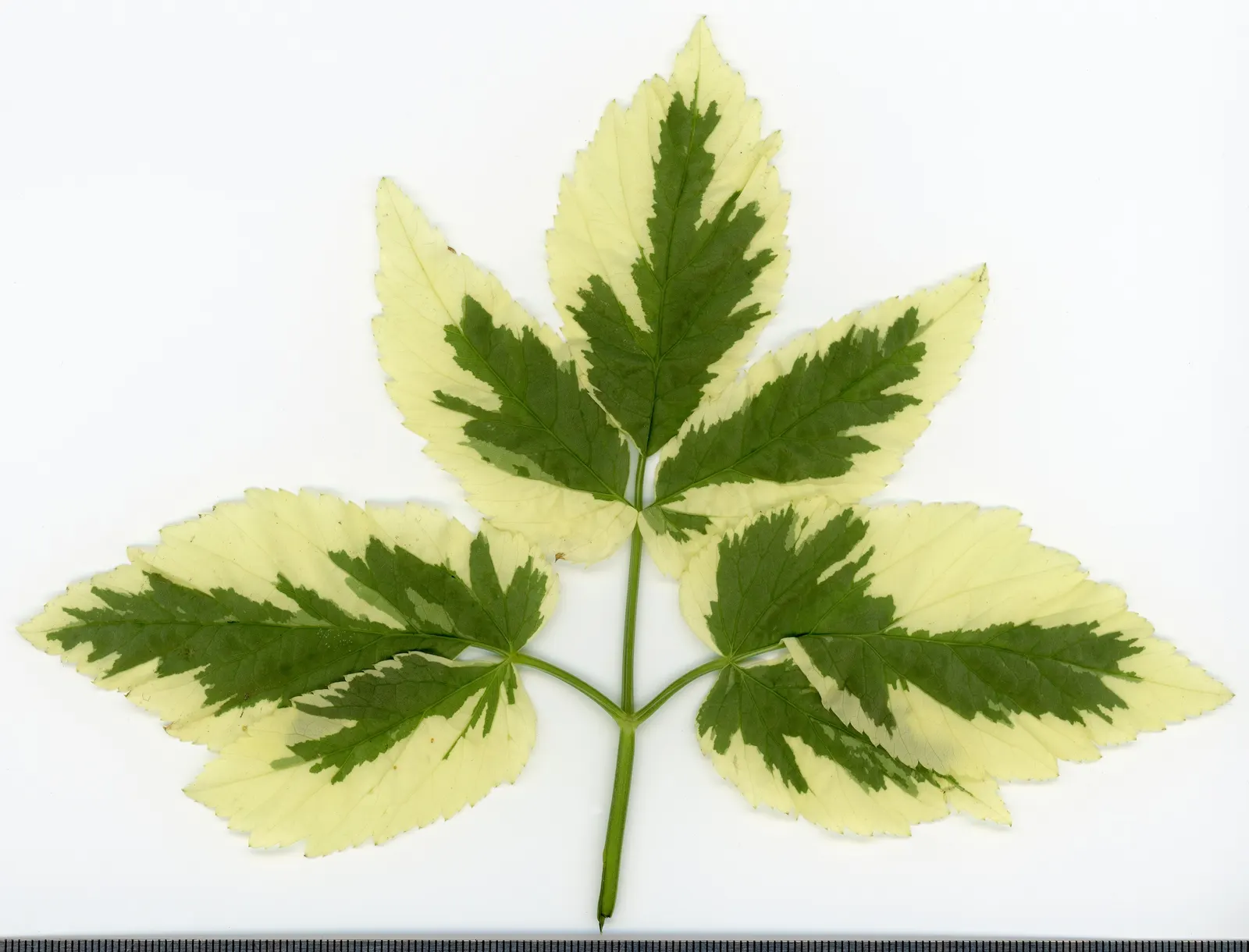 Bishop's Weed (Aegopodium Podagraria) — However, it tolerates a variety of soil types, making it a flexible choice for many garden situations, image 133