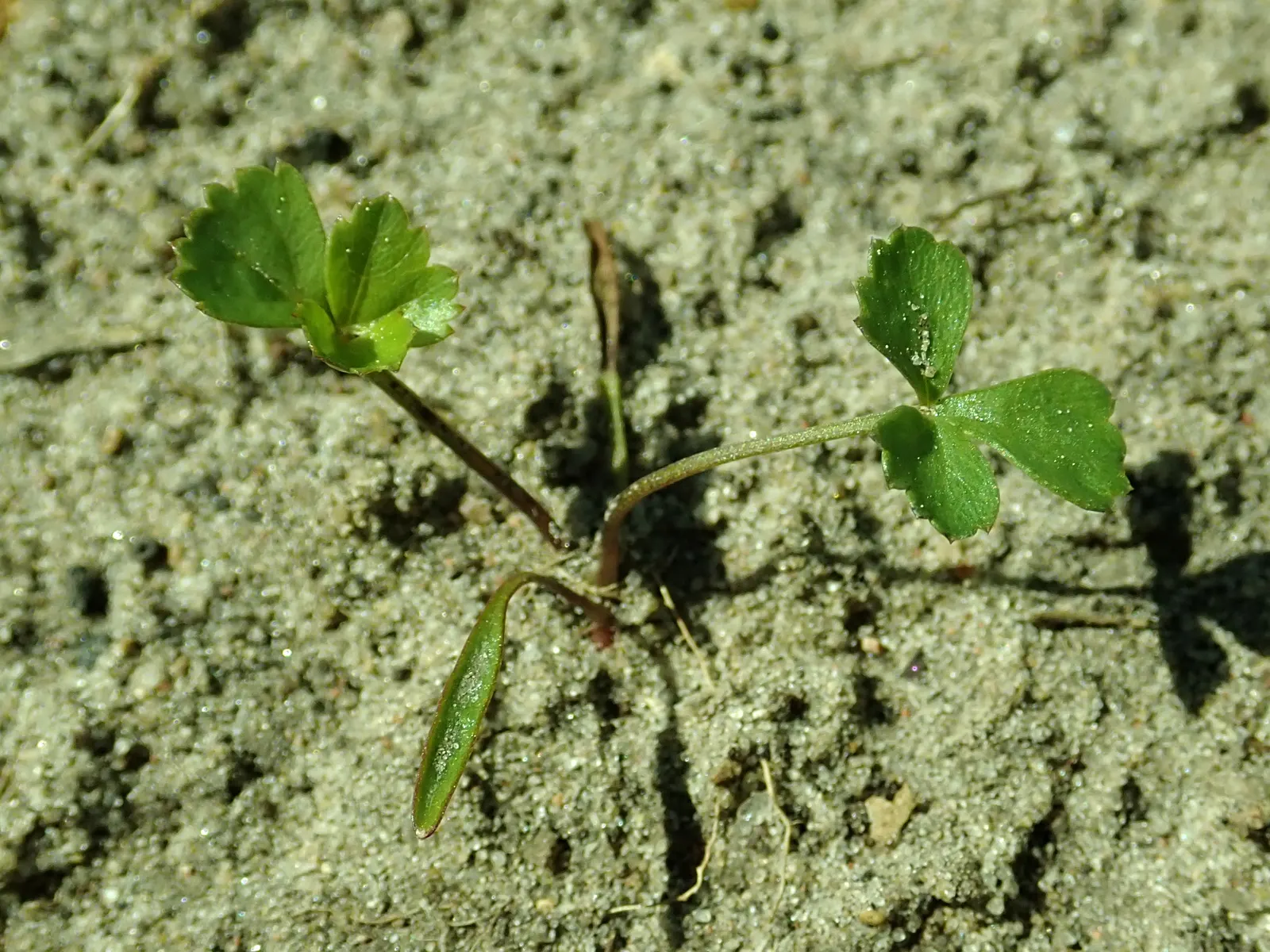 Bishop's Weed (Aegopodium Podagraria) — Hardy in zones 4-9, it thrives in partial to full shade and prefers moist soil; is a fast-growing, image 142