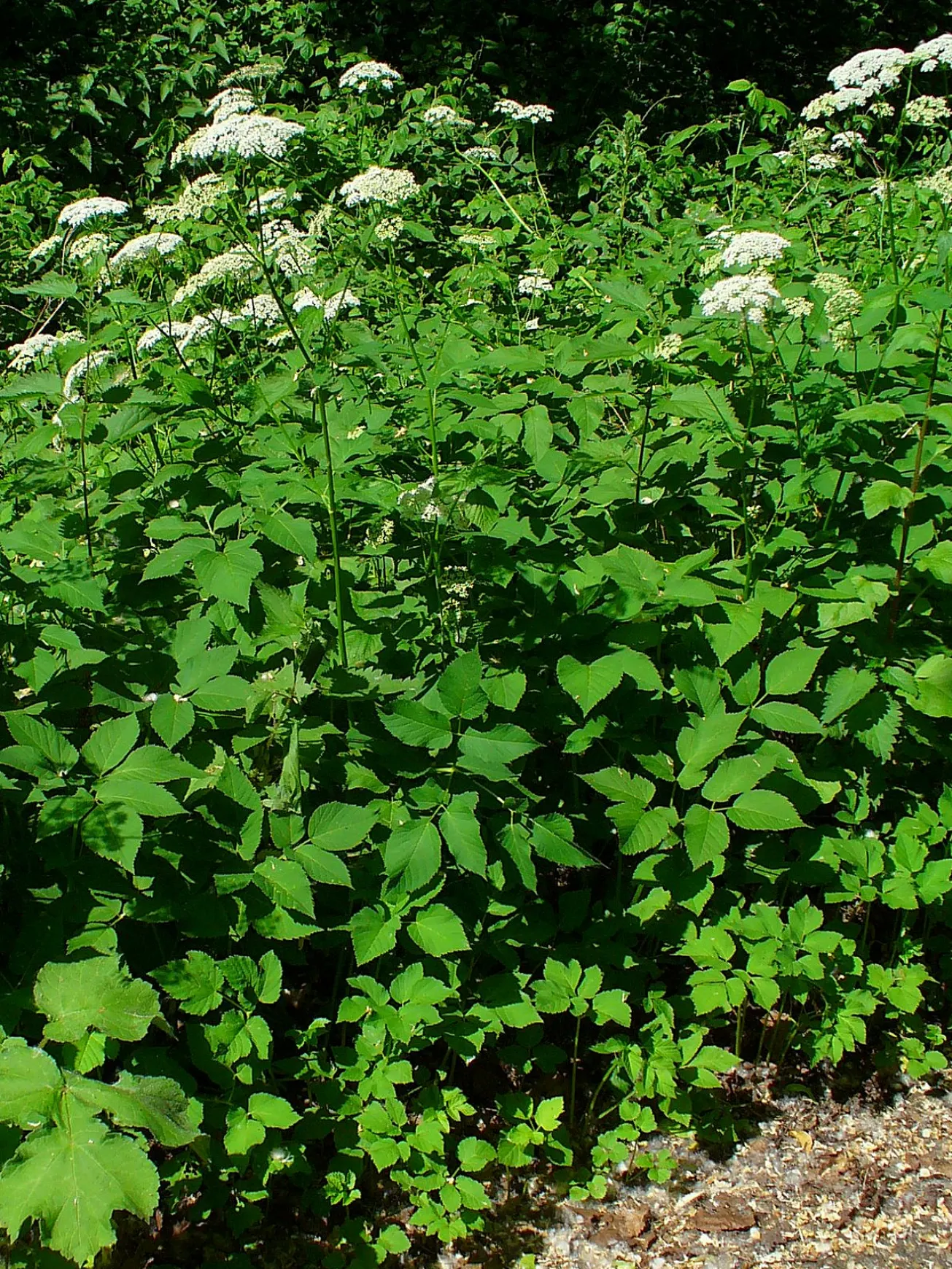 Bishop's Weed (Aegopodium Podagraria) — Care should be taken to control its spread; hollow stems that can add a delicate visual appeal to the, image 134