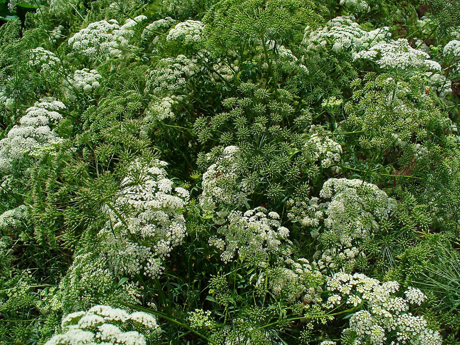 Bishop's Weed (Aegopodium Podagraria) — commonly called Bishop's Weed or Goutweed; hardy in zones 4-9, it thrives in partial to full shade and, image 93