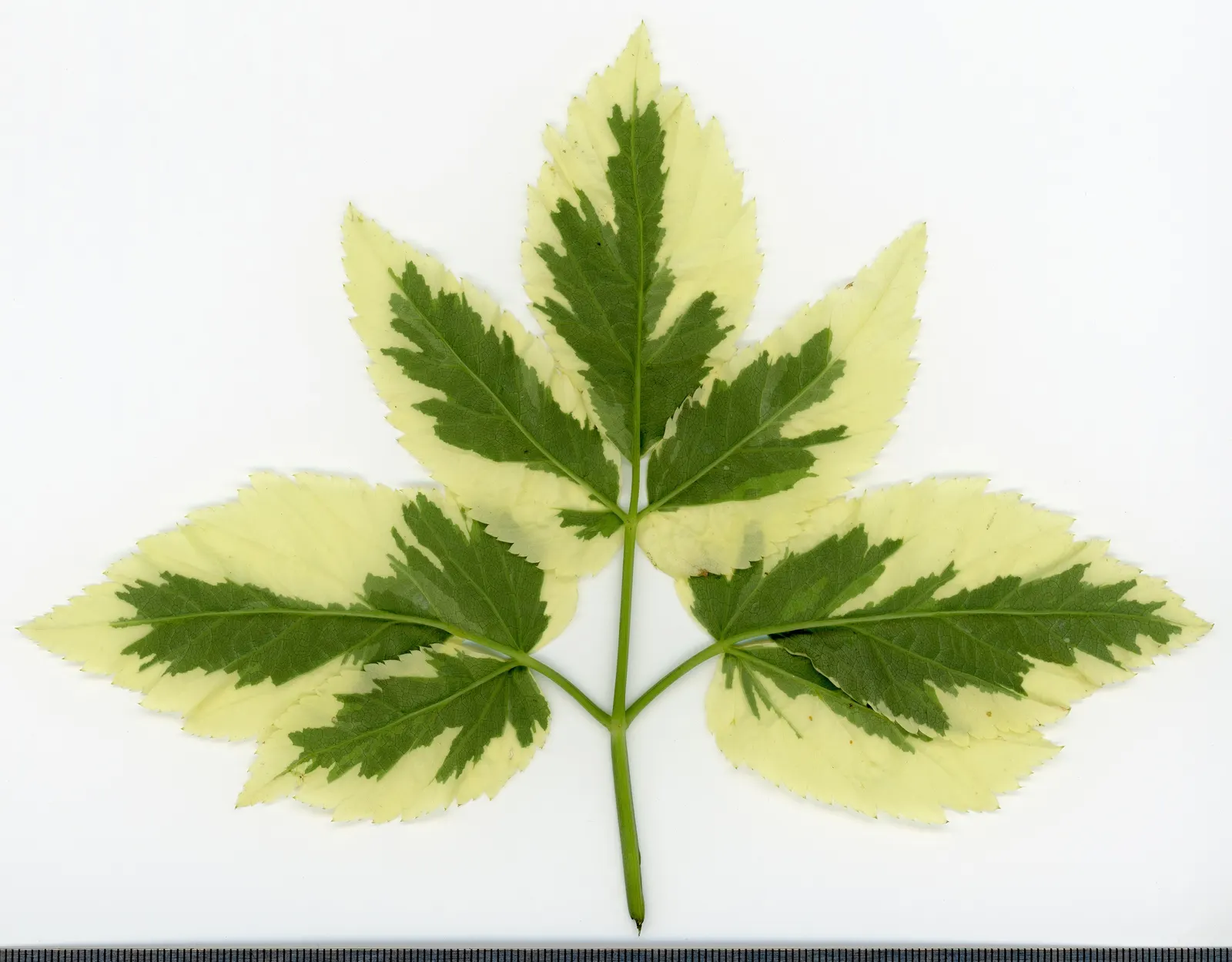 Bishop's Weed (Aegopodium Podagraria) — from full sun to full shade; commonly called Bishop's Weed or Goutweed, image 132