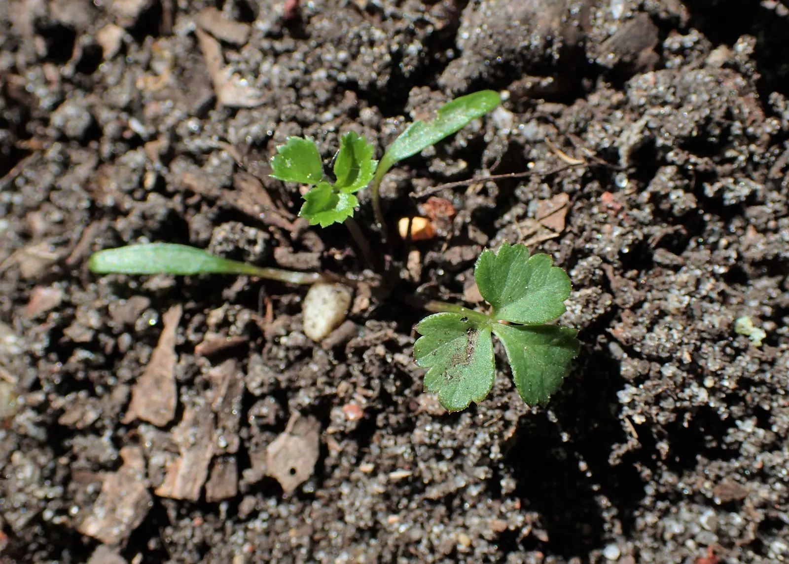 Bishop's Weed (Aegopodium Podagraria) — The foliage presents a striking variegation in the cultivar 'Variegatum'; caution: Its vigorous growth can, image 57