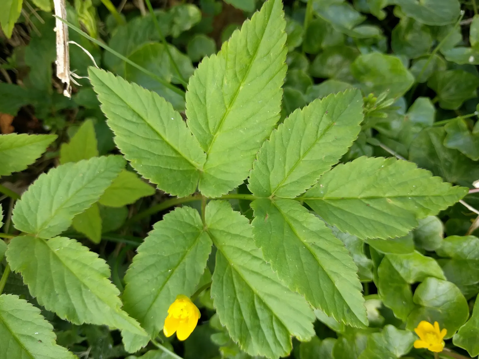 Bishop's Weed (Aegopodium Podagraria) — Caution: Its vigorous growth can be invasive; is often appreciated for its lush foliage and resilience, image 120