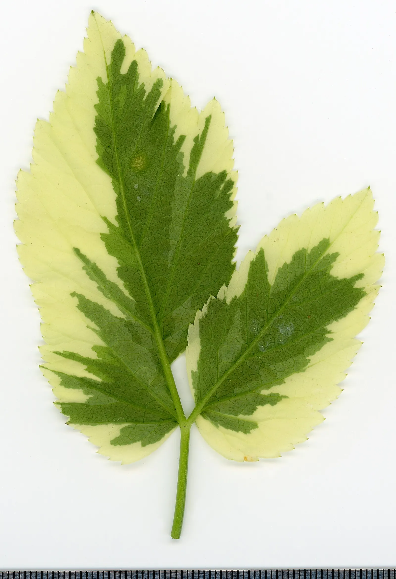 Bishop's Weed (Aegopodium Podagraria) — it thrives under a range of light conditions; from full sun to full shade, image 131