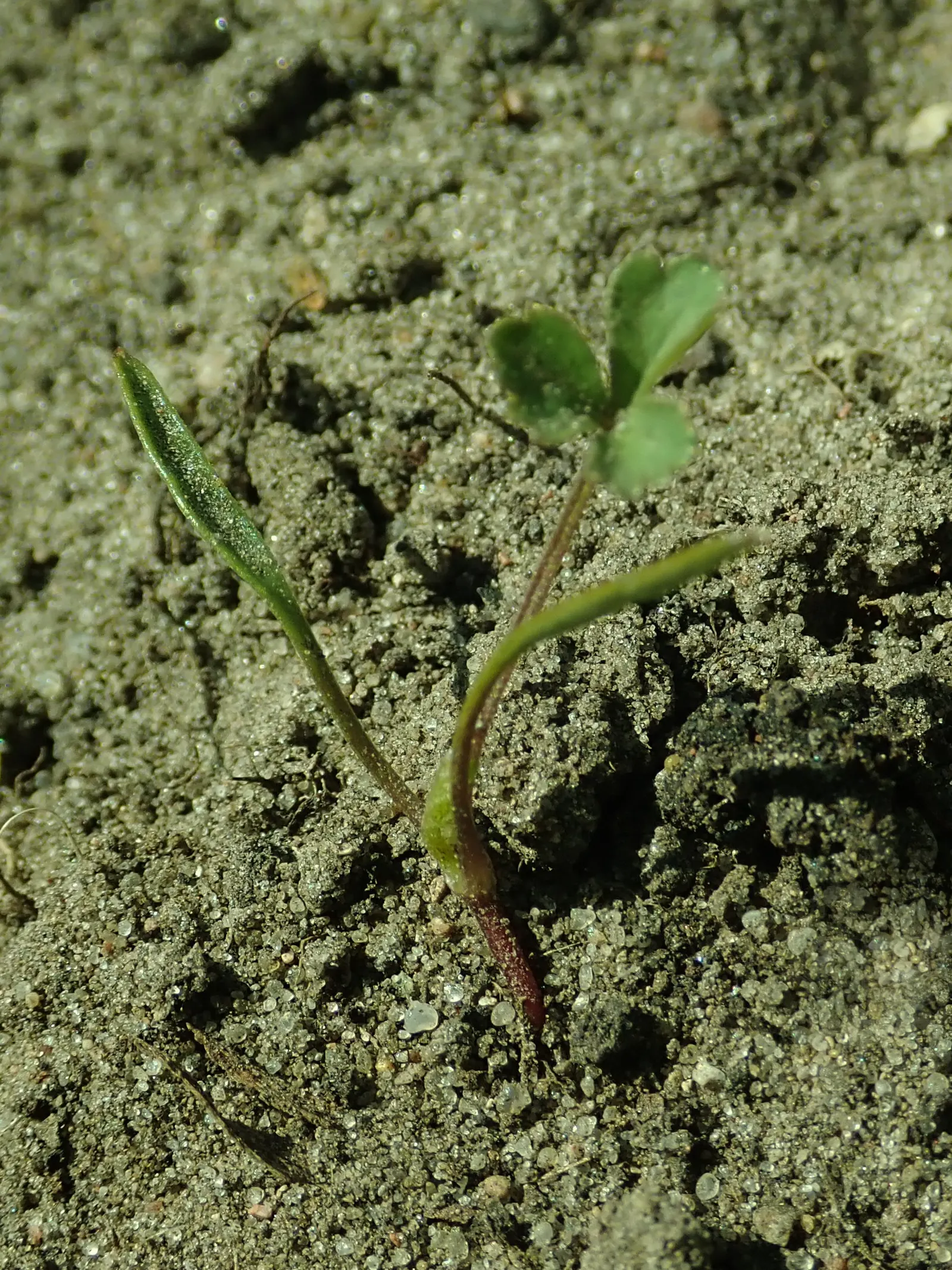 Bishop's Weed (Aegopodium Podagraria) — is often appreciated for its lush foliage and resilience; white umbel flowers atop distinct, image 101