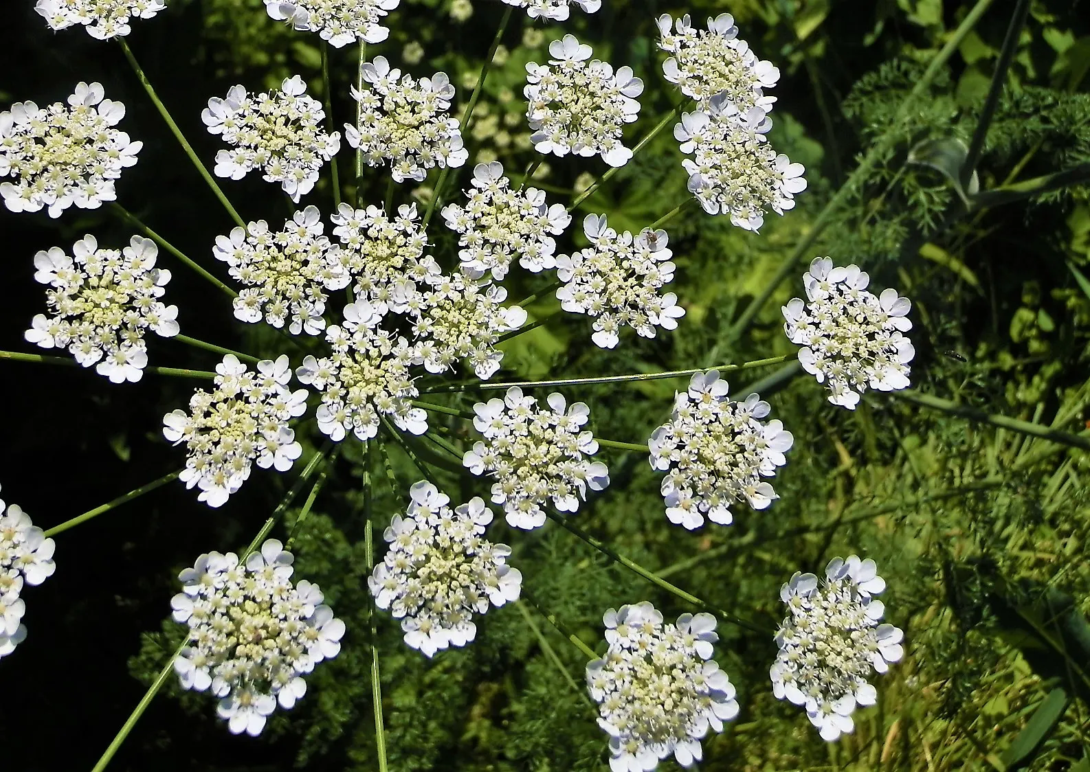 Bishop's Weed (Aegopodium Podagraria) — is often appreciated for its lush foliage and resilience; white umbel flowers atop distinct, image 124