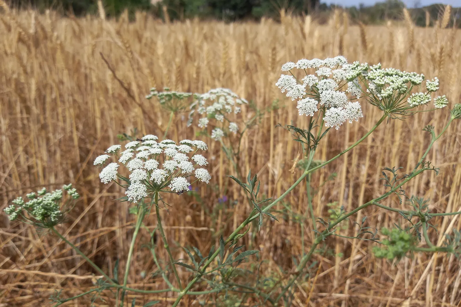 Bishop's Weed (Aegopodium Podagraria) — Care should be taken to control its spread; hollow stems that can add a delicate visual appeal to the, image 65