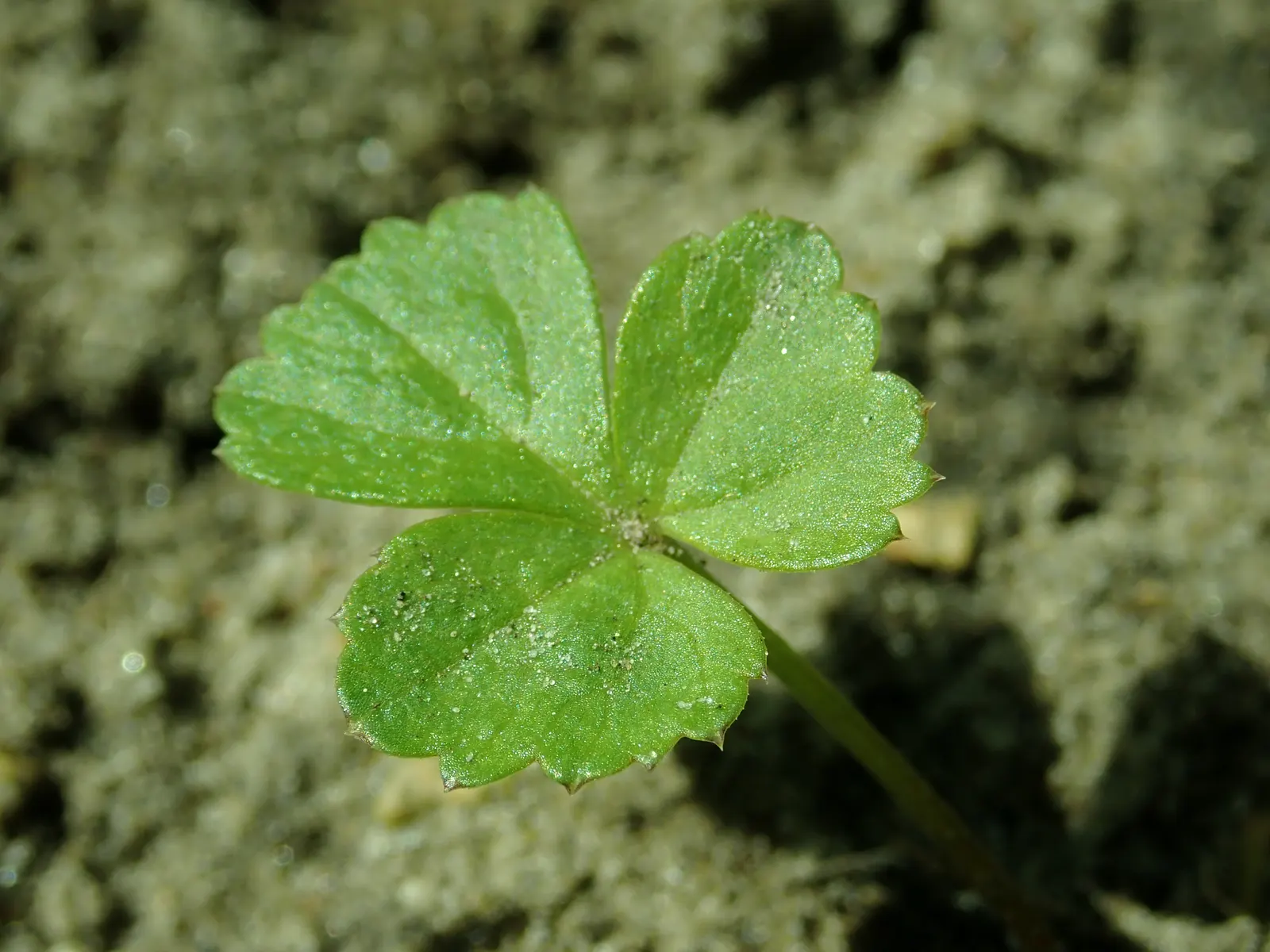 Bishop's Weed (Aegopodium Podagraria) — However, it tolerates a variety of soil types, making it a flexible choice for many garden situations, image 110