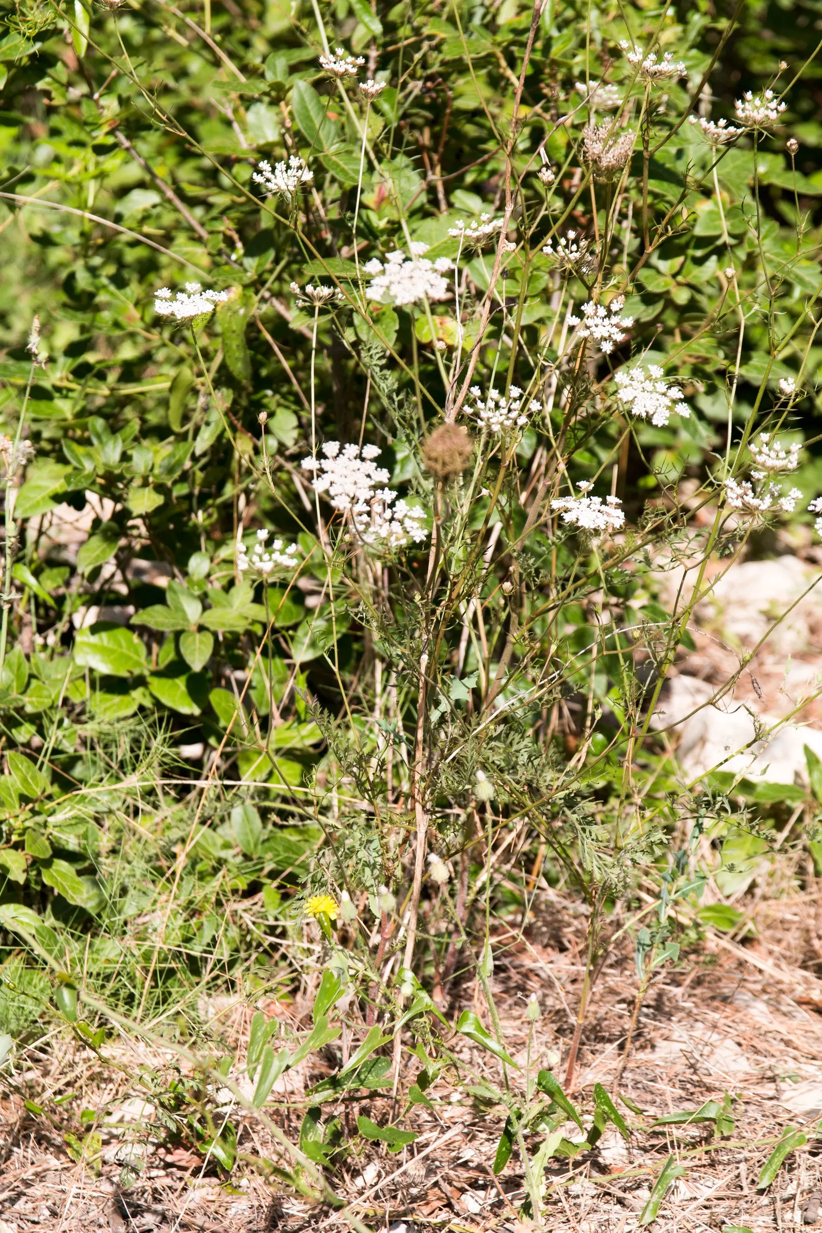 Bishop's Weed (Aegopodium Podagraria) — Caution: Its vigorous growth can be invasive; is often appreciated for its lush foliage and resilience, image 97