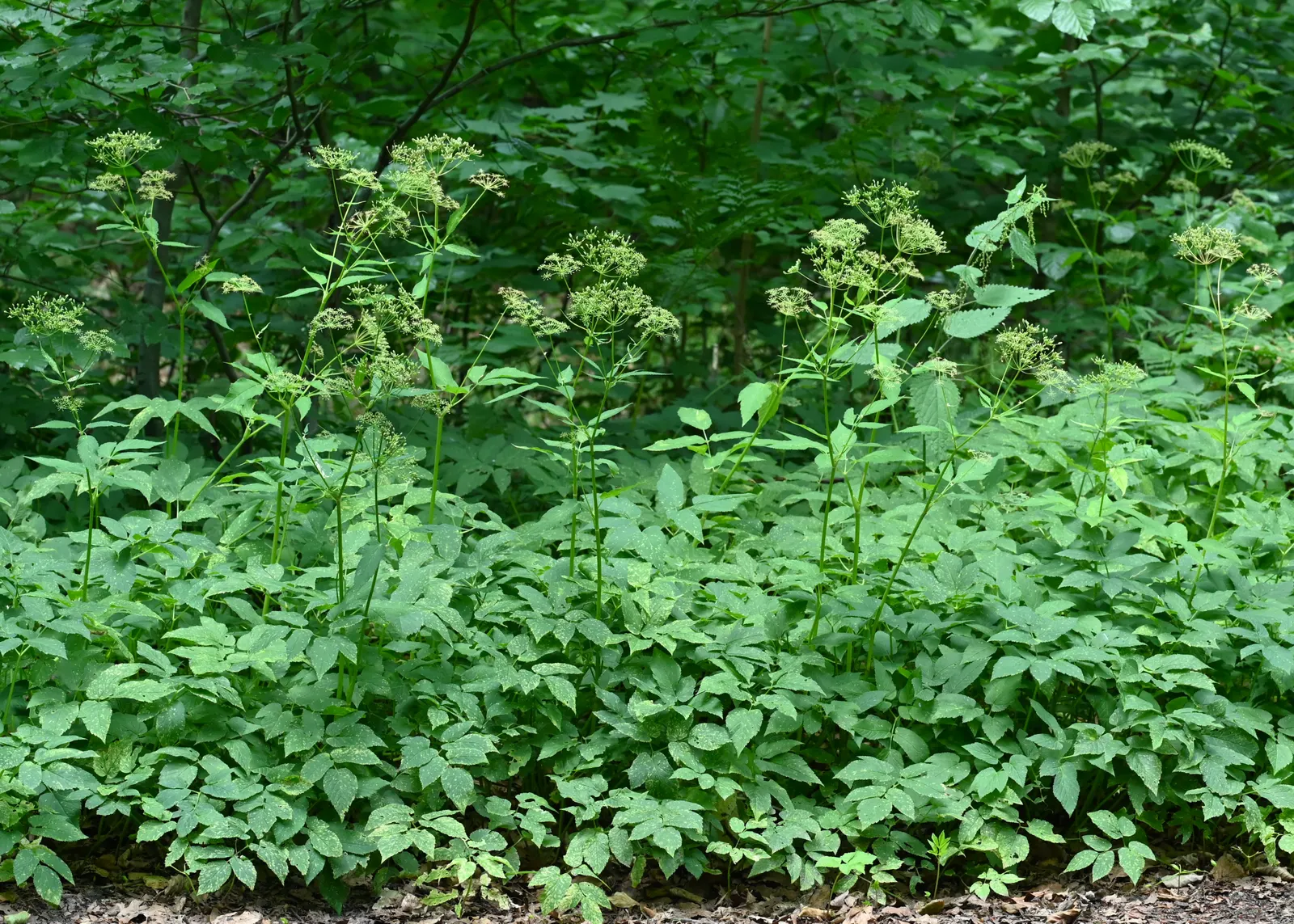 Bishop's Weed (Aegopodium Podagraria) — bringing brightness to shady spaces; care should be taken to control its spread, image 128